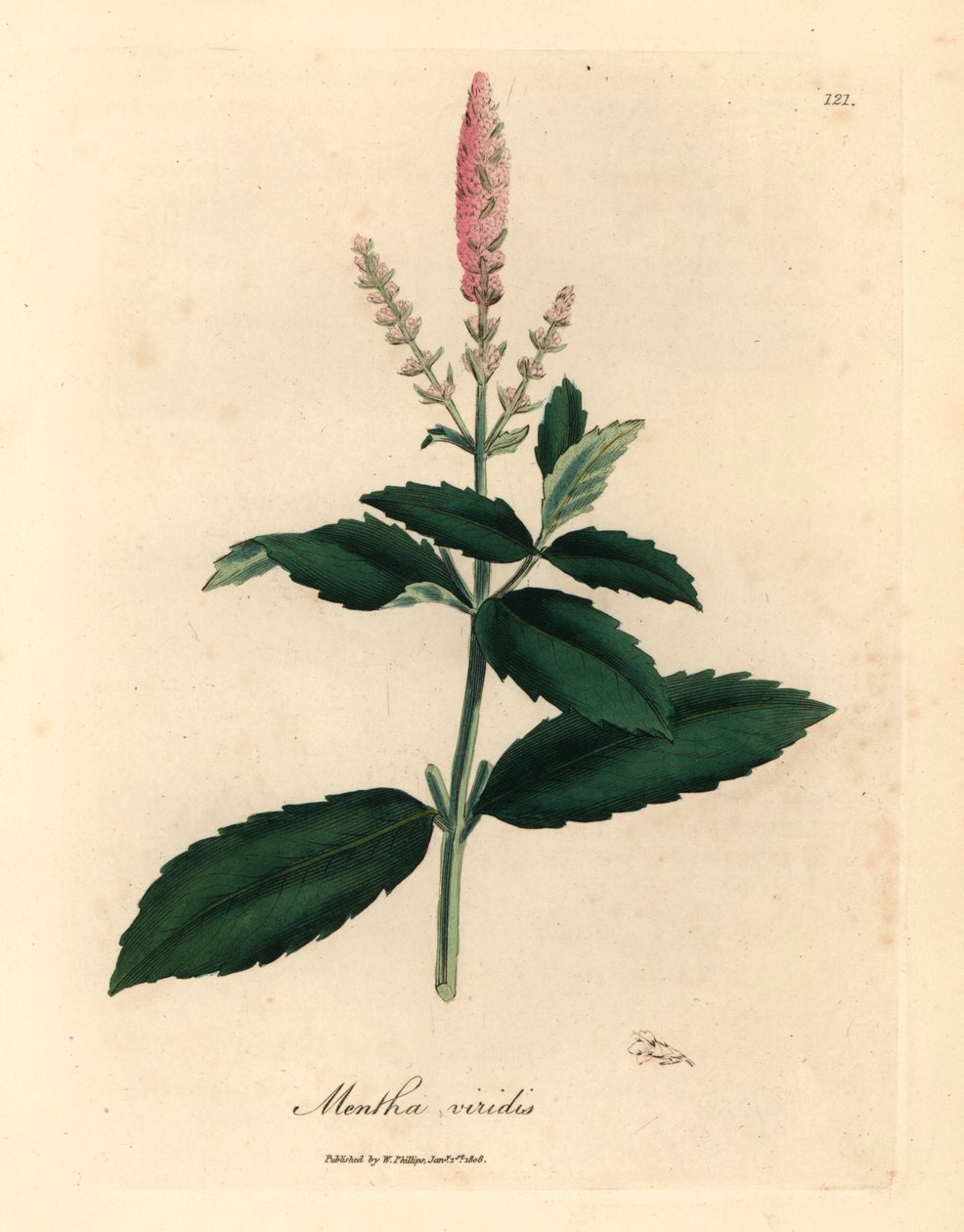 Menta verde con flores rosadas, Mentha viridis, de una ilustración botánica de James Sowerby de William Woodville y "Medical Botany" de Sir William Jackson Hooker, 1832 (grabado en placa de cobre coloreada a mano) de James (after) Sowerby