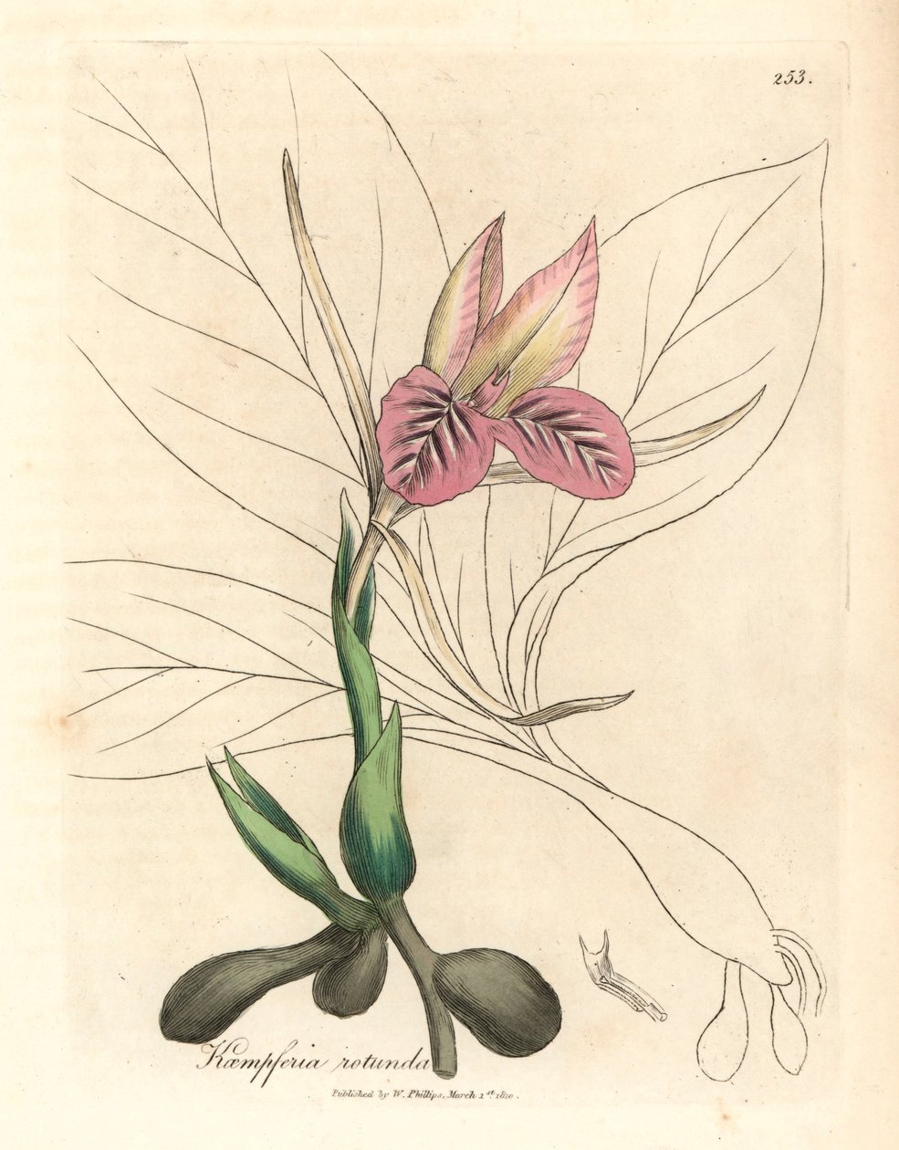 Zedoario de flores rosadas, Kaempferia rotunda, de una ilustración botánica de James Sowerby de "Medical Botany" de William Woodville y Sir William Jackson Hooker, 1832 (grabado en placa de cobre coloreada a mano) de James (after) Sowerby