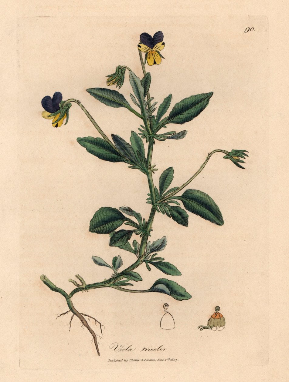 Pensamiento morado y amarillo, Viola tricolor, de una ilustración botánica de James Sowerby de William Woodville y "Medical Botany" de Sir William Jackson Hooker 1832 (grabado en placa de cobre coloreada a mano) de James (after) Sowerby