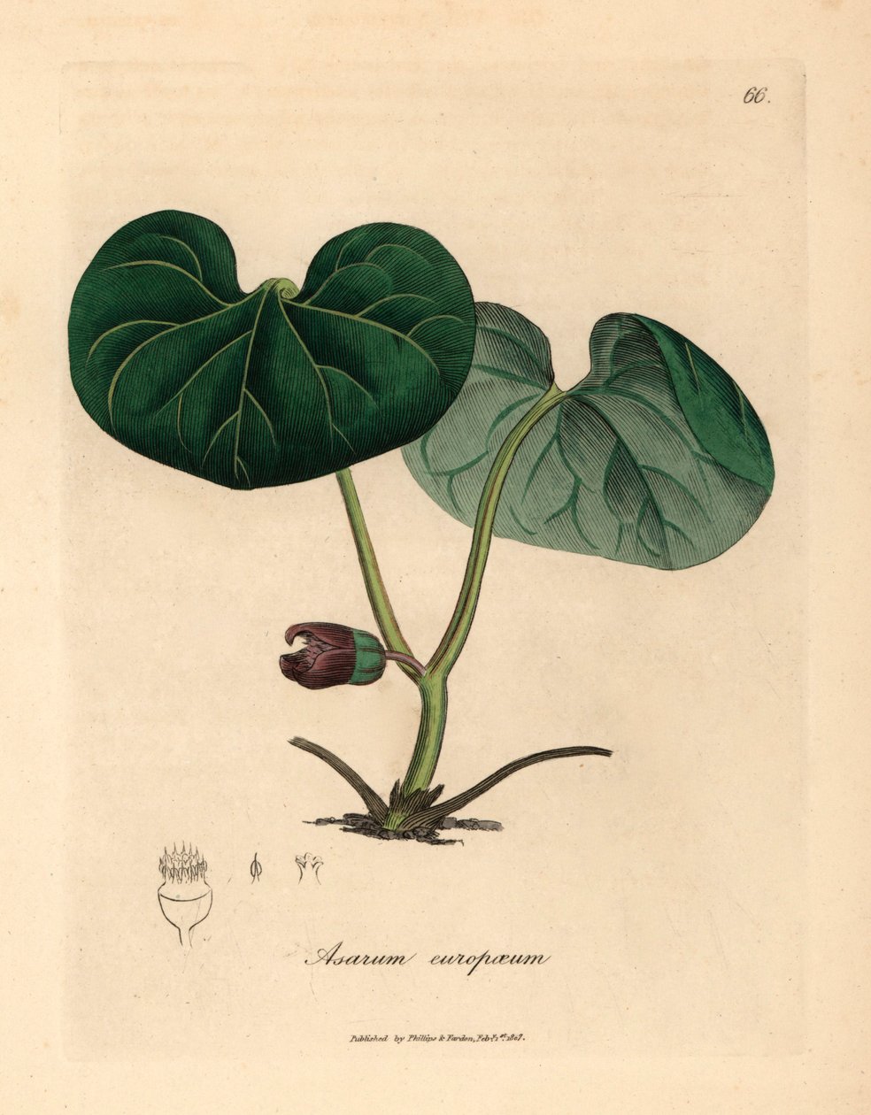 Asarabacca de flores moradas, o jengibre silvestre, Asarum europaeum, de una ilustración botánica de James Sowerby de William Woodville y "Medical Botany" de Sir William Jackson Hooker 1832 (grabado en placa de cobre coloreada a mano) de James (after) Sowerby