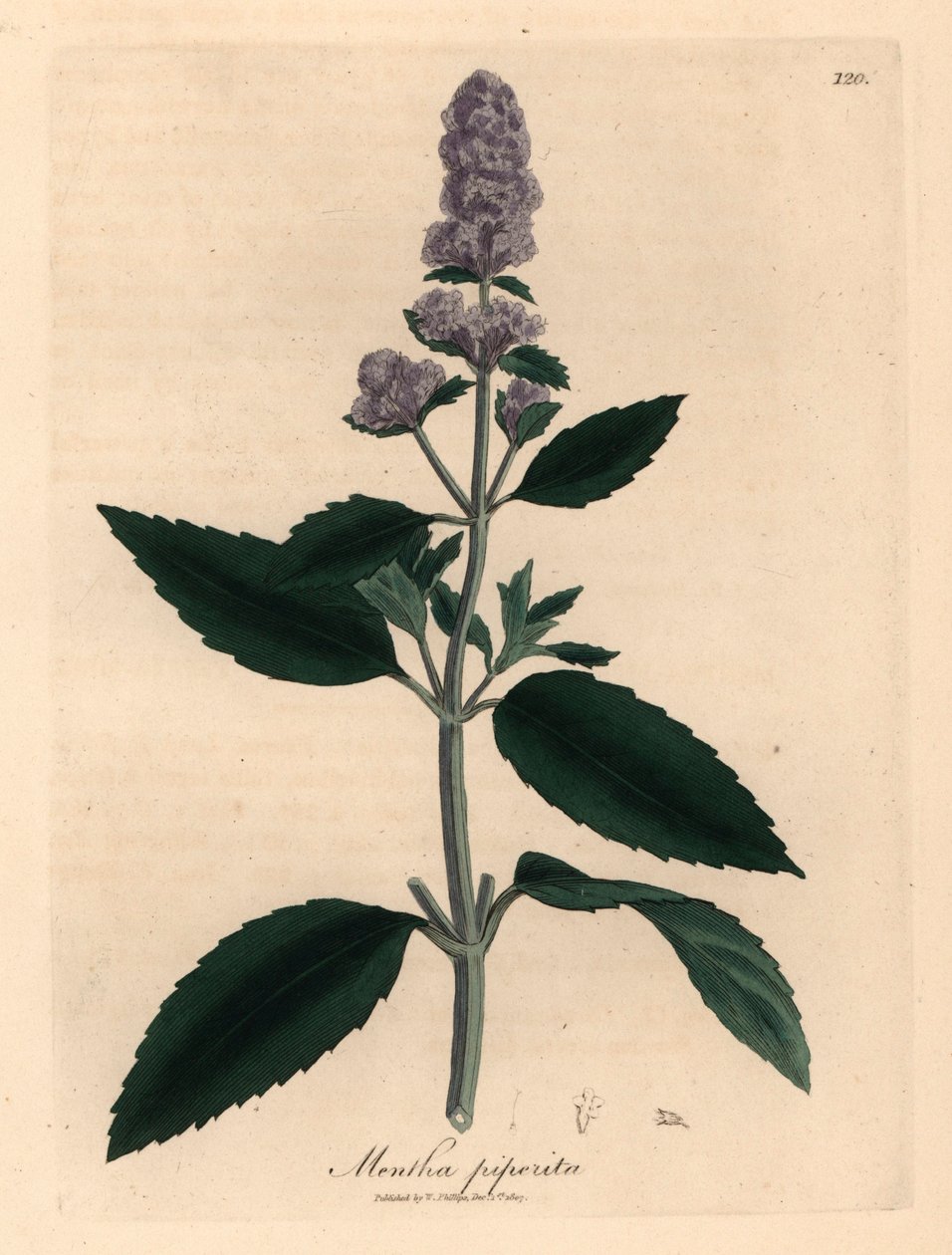 Menta de flores moradas, Mentha piperita, de una ilustración botánica de James Sowerby de "Medical Botany" de William Woodville y Sir William Jackson Hooker, 1832 (grabado en placa de cobre coloreada a mano) de James (after) Sowerby