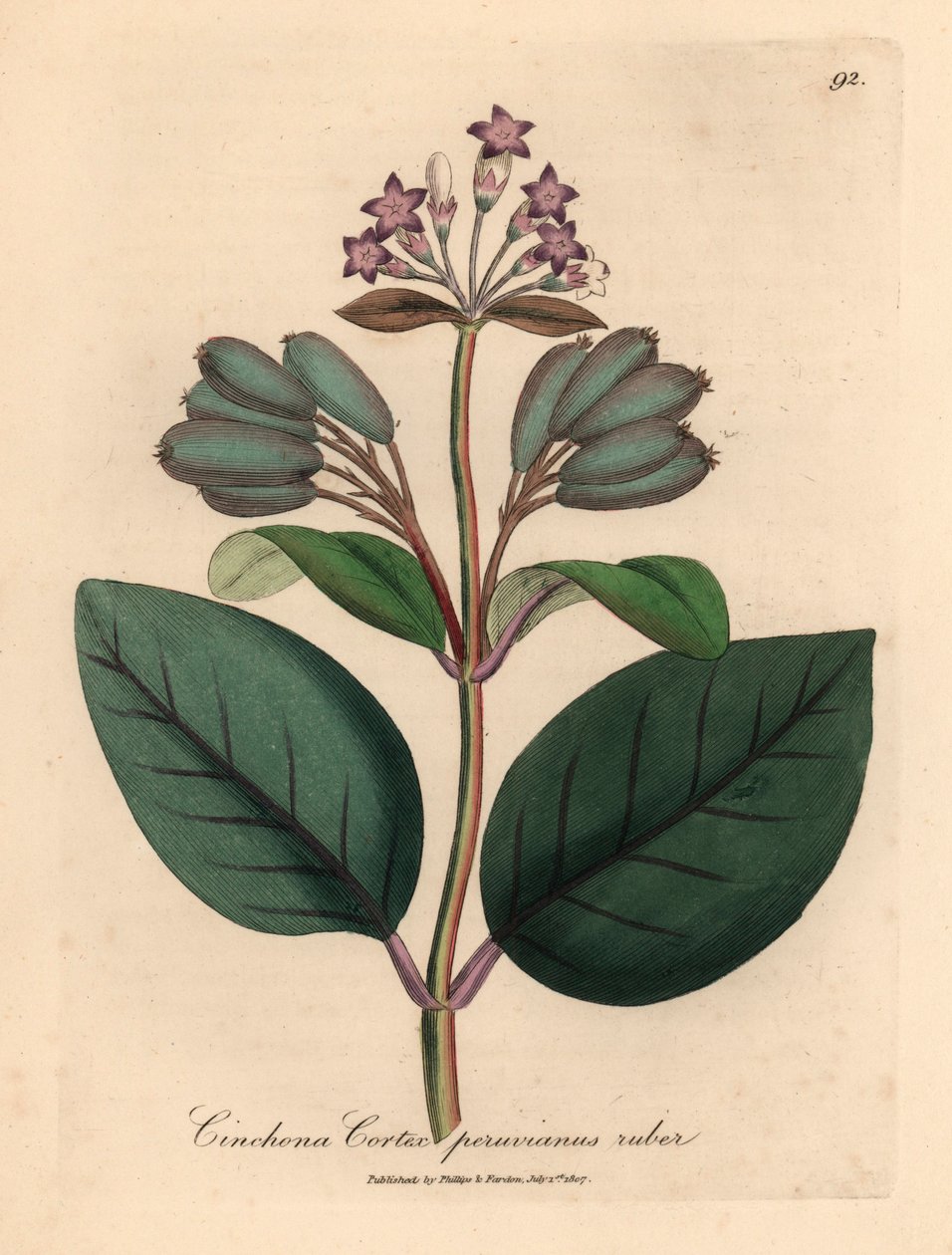 Árbol de corteza peruana roja con flores moradas, Cinchona cortex peruvianus ruber, de una ilustración botánica de James Sowerby de William Woodville y "Medical Botany" de Sir William Jackson Hooker 1832 (grabado en placa de cobre coloreada a mano) de James (after) Sowerby