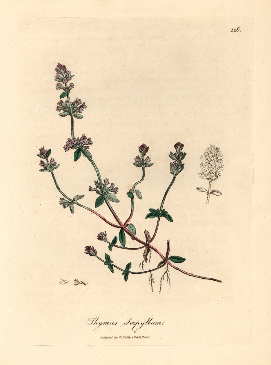 Tomillo silvestre de flores moradas, Thymus serpyllum, de una ilustración botánica de James Sowerby de "Medical Botany" de William Woodville y Sir William Jackson Hooker, 1832 (grabado en placa de cobre coloreada a mano) de James (after) Sowerby