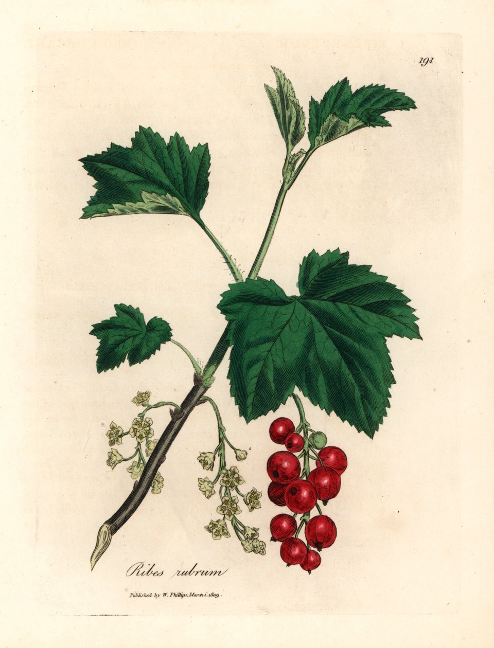 Grosella roja, Ribes rubrum, de una ilustración botánica de James Sowerby de William Woodville y "Medical Botany" de Sir William Jackson Hooker, 1832 (grabado en placa de cobre coloreada a mano) de James (after) Sowerby