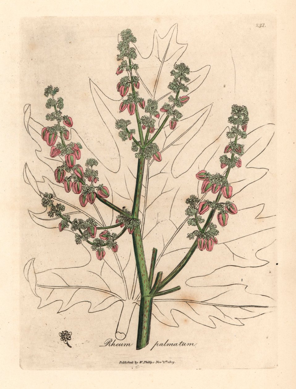 Flores y tallo de rubarbo, contorno de hoja, Rheum palmatum, de una ilustración botánica de James Sowerby de William Woodville y "Medical Botany" de Sir William Jackson Hooker 1832 (grabado en placa de cobre coloreada a mano) de James (after) Sowerby