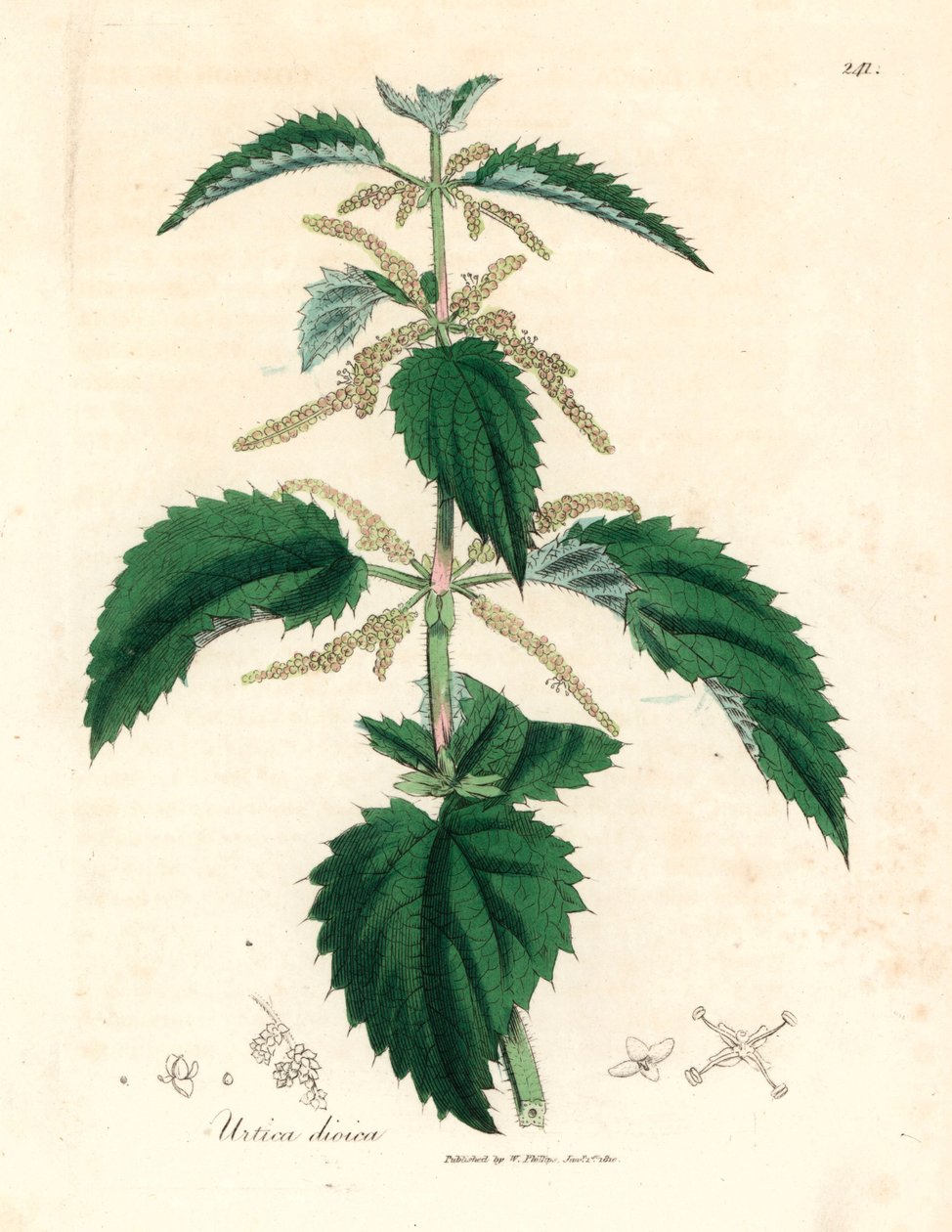 Ortiga, Urtica dioica, de una ilustración botánica de James Sowerby de "Medical Botany" de William Woodville y Sir William Jackson Hooker, 1832 (grabado en placa de cobre coloreada a mano) de James (after) Sowerby