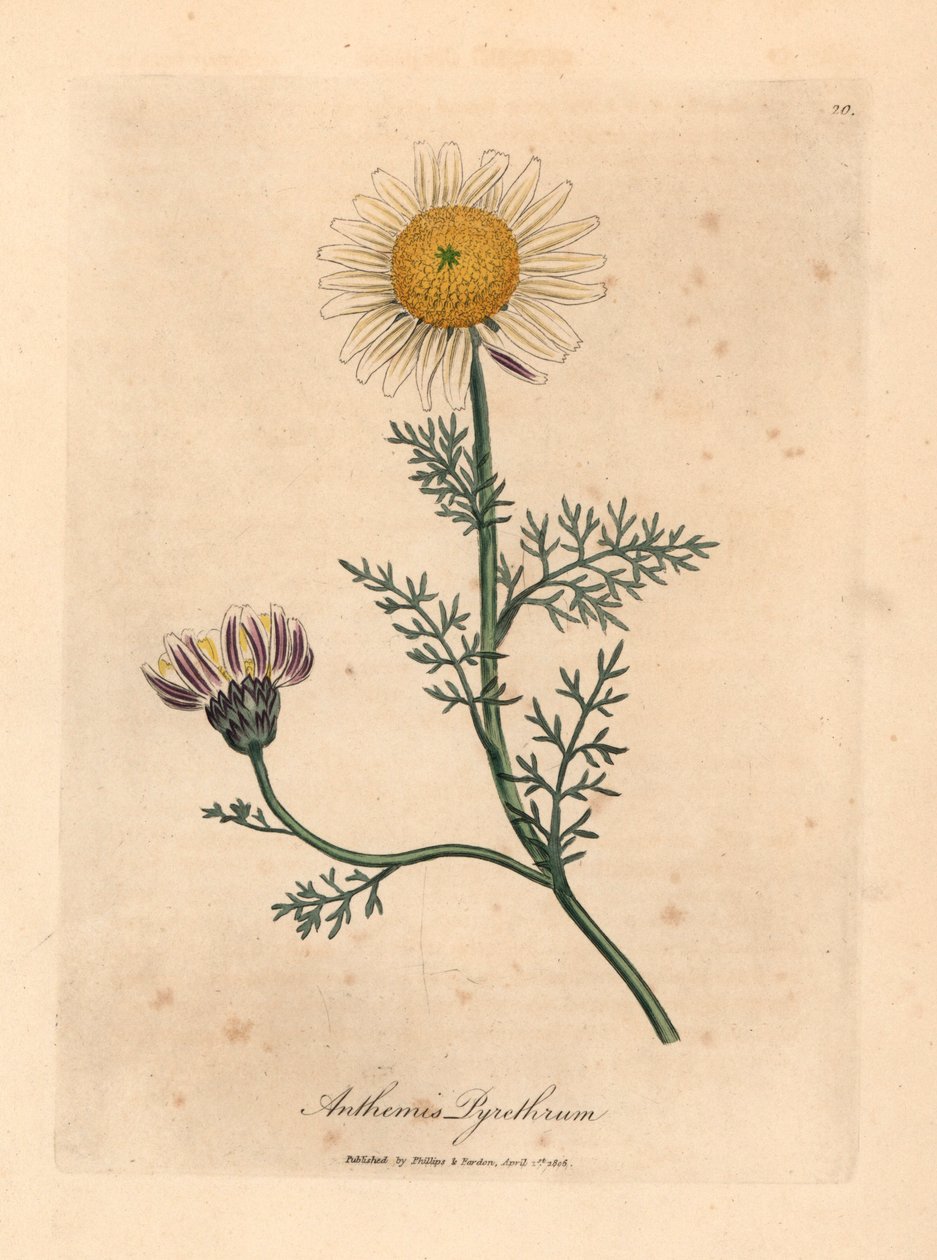 Manzanilla española blanca y amarilla, Anthemis pyrethrum, de una ilustración botánica de James Sowerby de "Medical Botany" de William Woodville y Sir William Jackson Hooker 1832 (grabado en placa de cobre coloreada a mano) de James (after) Sowerby