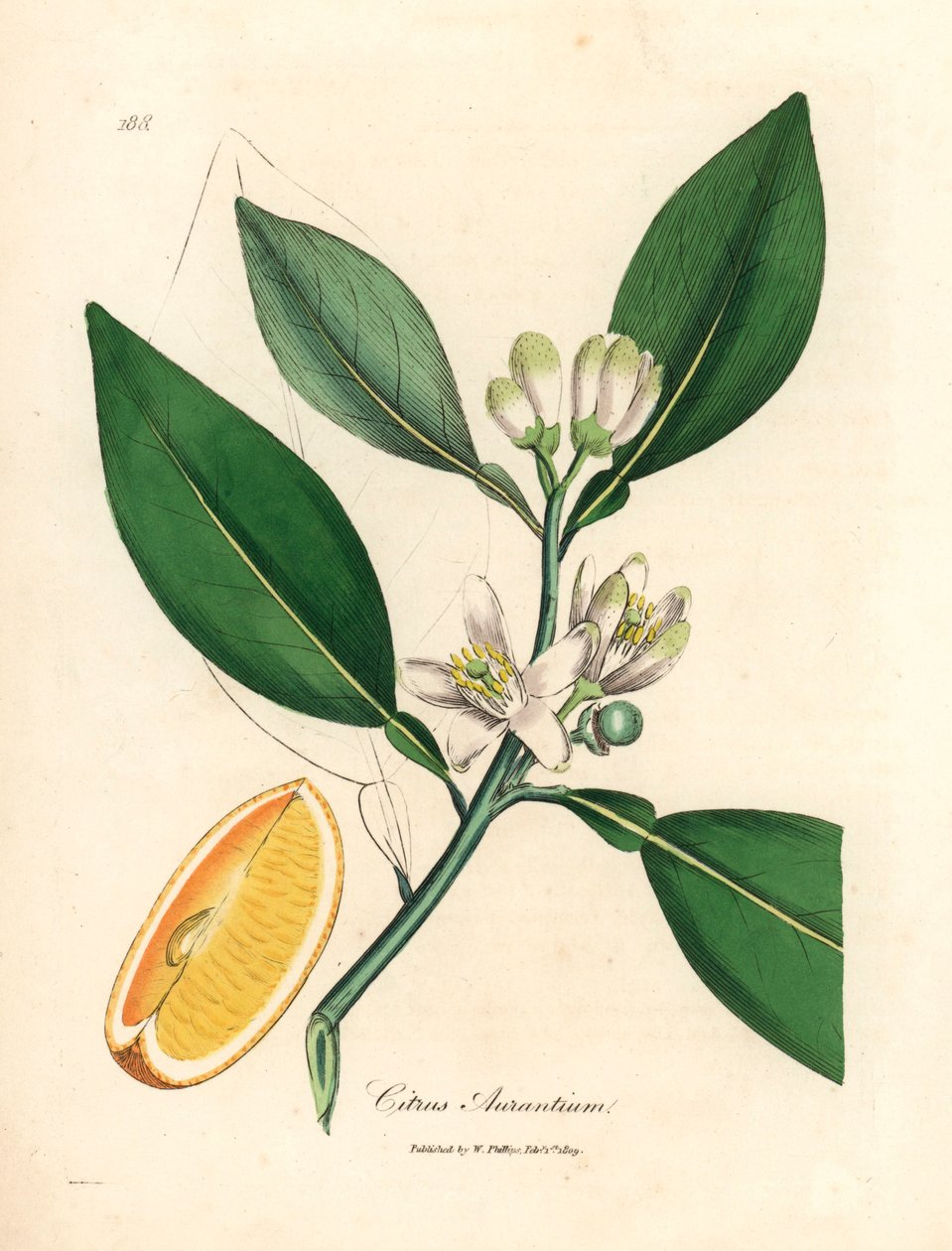 Flor blanca y segmento de fruta madura del naranjo, Citrus aurantium, de una ilustración botánica de James Sowerby de "Medical Botany" de William Woodville y Sir William Jackson Hooker 1832 (grabado en placa de cobre coloreada a mano) de James (after) Sowerby
