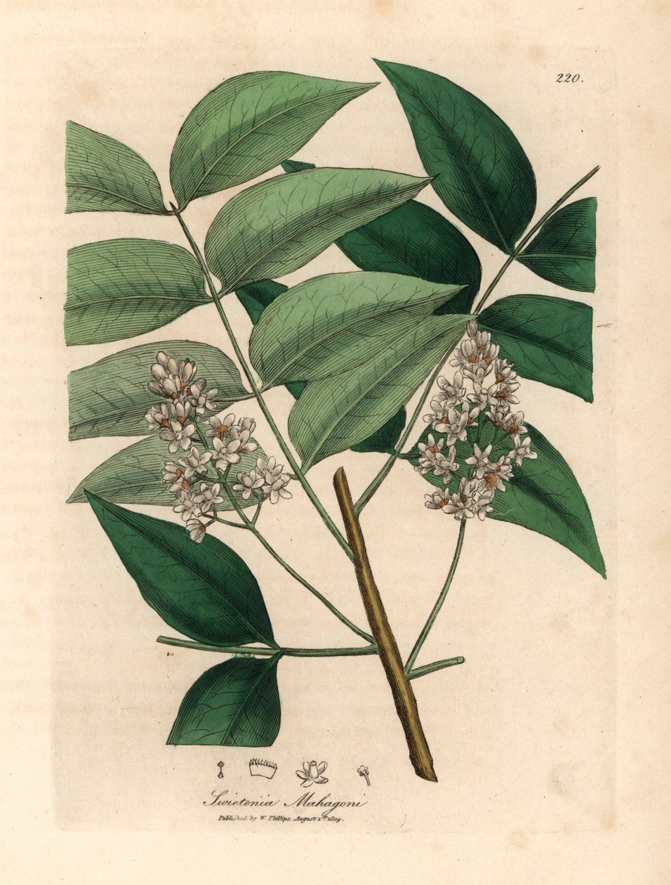Árbol de caoba de flor blanca, Swietenia mahogani, de una ilustración botánica de James Sowerby de William Woodville y "Medical Botany" de Sir William Jackson Hooker 1832 (grabado en placa de cobre coloreada a mano) de James (after) Sowerby