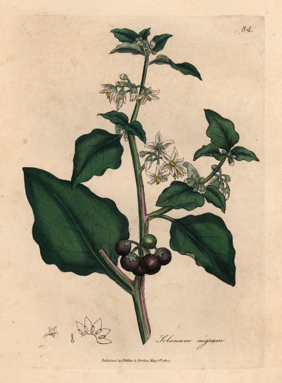 Flores blancas, bayas negras, solanáceas de jardín, Solanum nigrum, de una ilustración botánica de James Sowerby de William Woodville y "Medical Botany" de Sir William Jackson Hooker 1832 (grabado en placa de cobre coloreada a mano) de James (after) Sowerby
