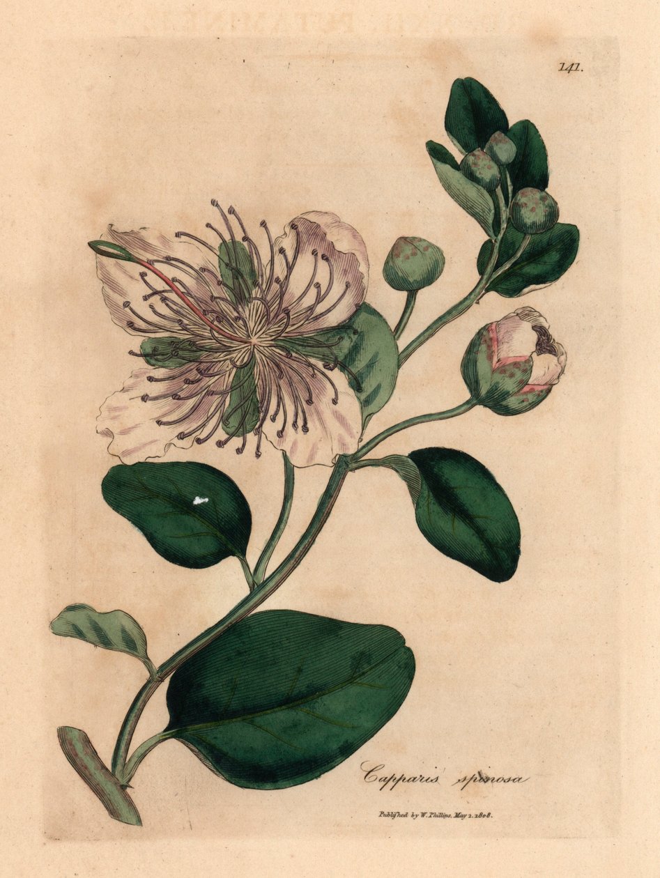 Arbusto de alcaparras de flores blancas, Capparis spinosa, de una ilustración botánica de James Sowerby de "Medical Botany" de William Woodville y Sir William Jackson Hooker 1832 (grabado en placa de cobre coloreada a mano) de James (after) Sowerby
