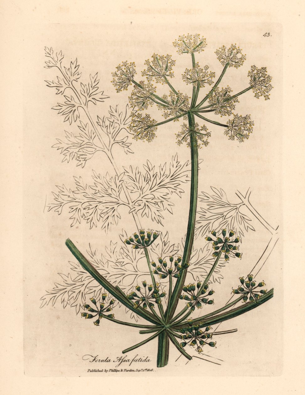 Hinojo gigante de flores blancas o asafetida, Ferula assafoetida, de una ilustración botánica de James Sowerby de William Woodville y "Medical Botany" de Sir William Jackson Hooker 1832 (grabado en placa de cobre coloreada a mano) de James (after) Sowerby
