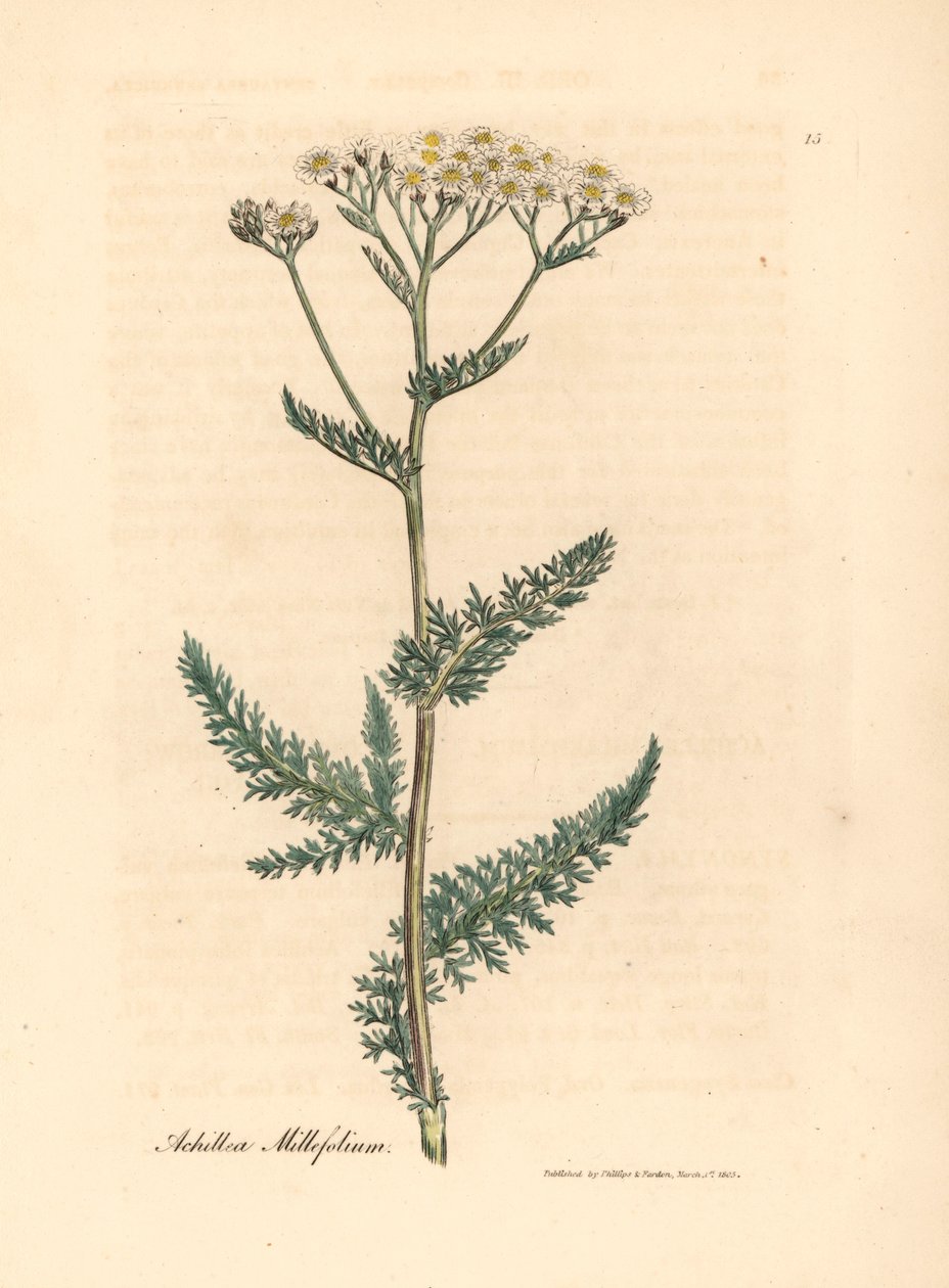Milenrama o milenrama de flores blancas, Achillea millefolium, de una ilustración botánica de James Sowerby de William Woodville y "Medical Botany" de Sir William Jackson Hooker 1832 (grabado en placa de cobre coloreada a mano) de James (after) Sowerby
