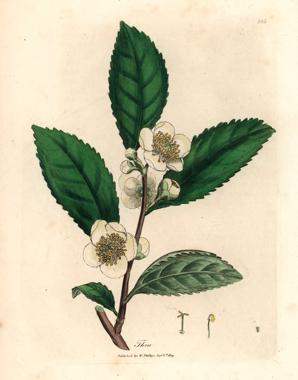 Flores blancas y hojas de té verde, Thea bohea, Camellia sinensis, de una ilustración botánica de James Sowerby de "Medical Botany" de William Woodville y Sir William Jackson Hooker 1832 (grabado en placa de cobre coloreada a mano) de James (after) Sowerby