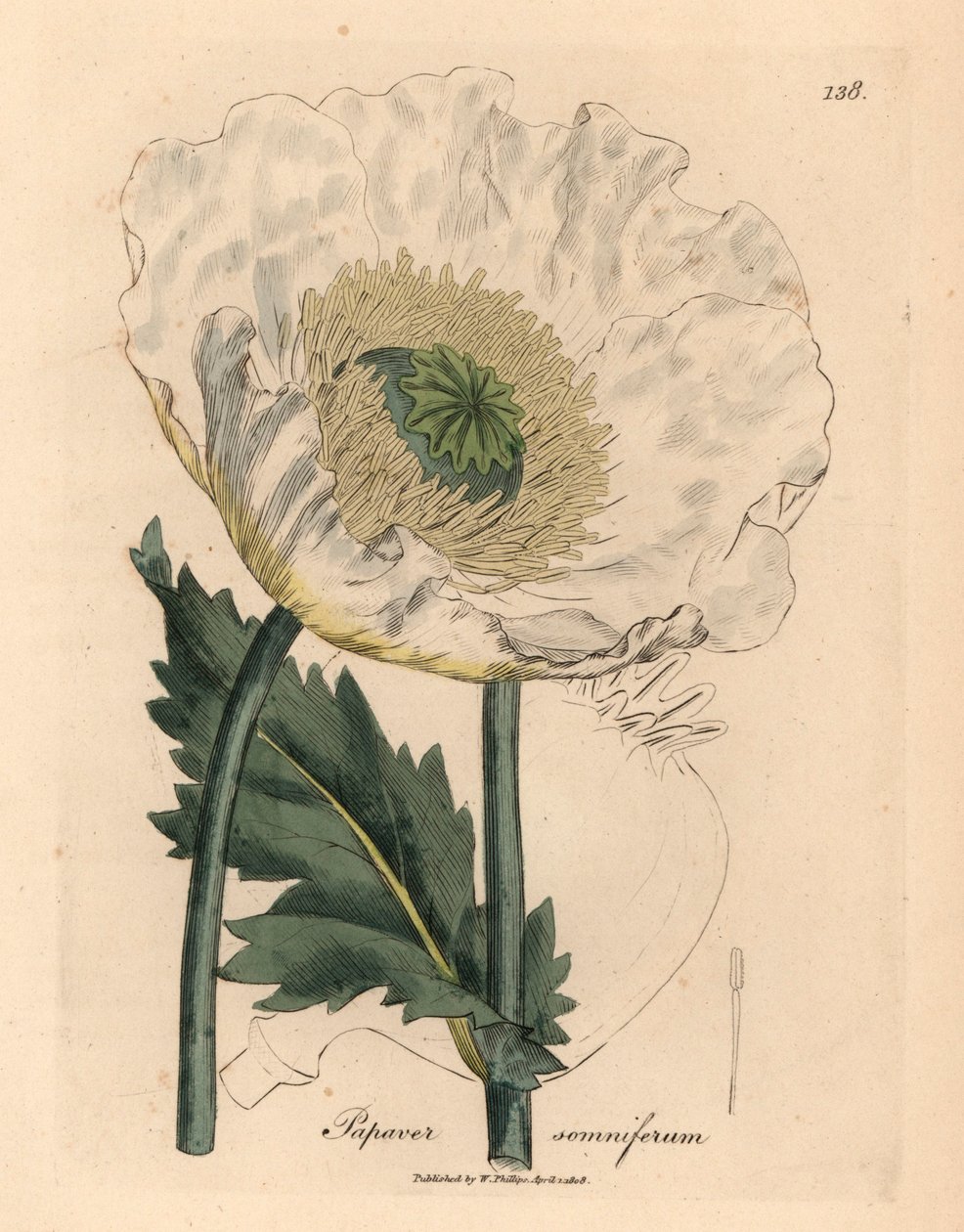 Amapola blanca, Papaver somniferum, de una ilustración botánica de James Sowerby de "Medical Botany" de William Woodville y Sir William Jackson Hooker, 1832 (grabado en placa de cobre coloreada a mano) de James (after) Sowerby