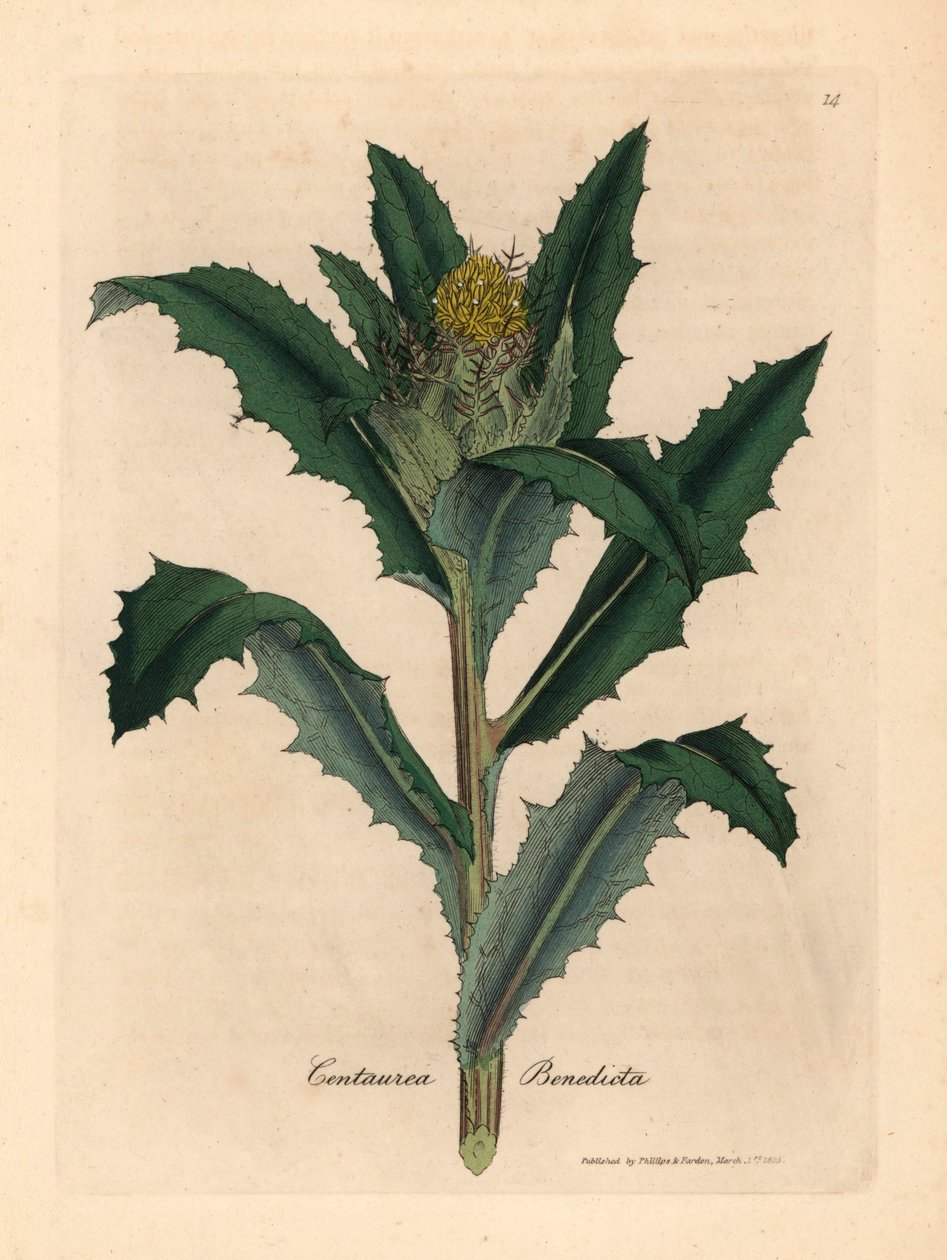 Cardo bendito o sagrado de flores amarillas, Centaurea benedicta , de una ilustración botánica de James Sowerby de William Woodville y "Medical Botany" de Sir William Jackson Hooker 1832 (grabado en placa de cobre coloreada a mano) de James (after) Sowerby