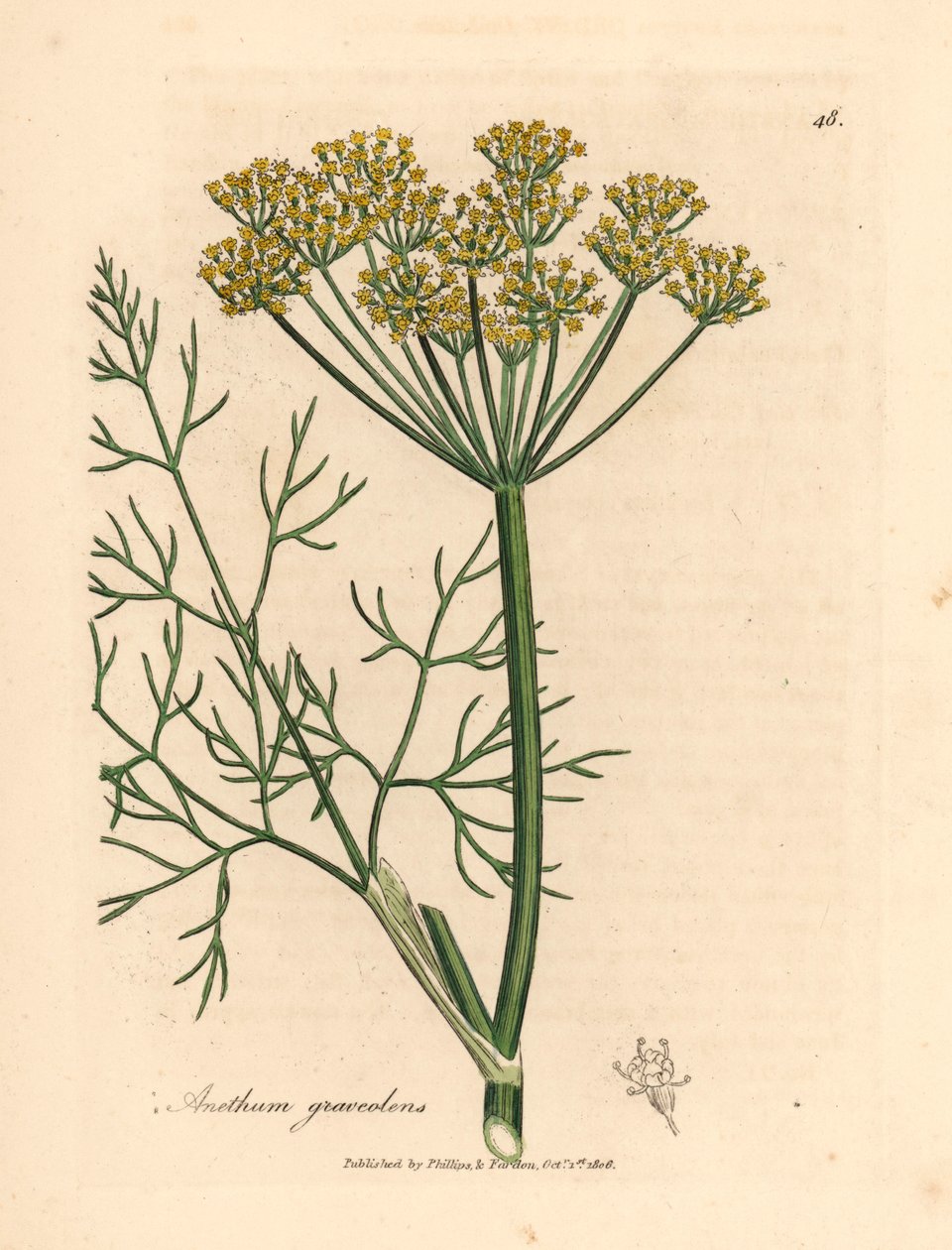 Eneldo de flores amarillas, Anethum graveolens, de una ilustración botánica de James Sowerby de "Medical Botany" de William Woodville y Sir William Jackson Hooker, 1832 (grabado en placa de cobre coloreada a mano) de James (after) Sowerby