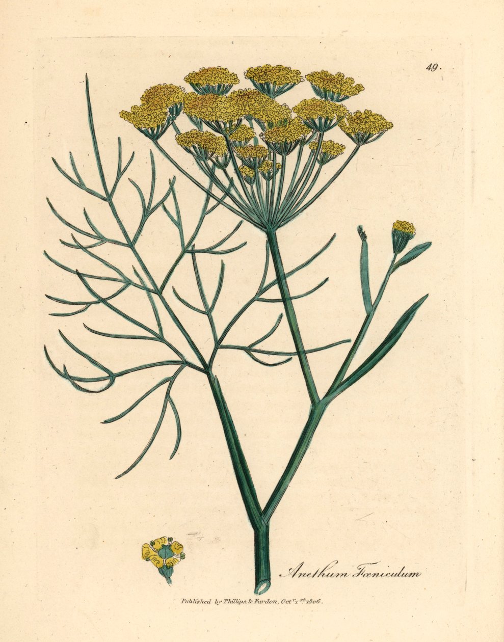 Hinojo de flores amarillas, Anethum foeniculum, de una ilustración botánica de James Sowerby de "Medical Botany" de William Woodville y Sir William Jackson Hooker, 1832 (grabado en placa de cobre coloreada a mano) de James (after) Sowerby