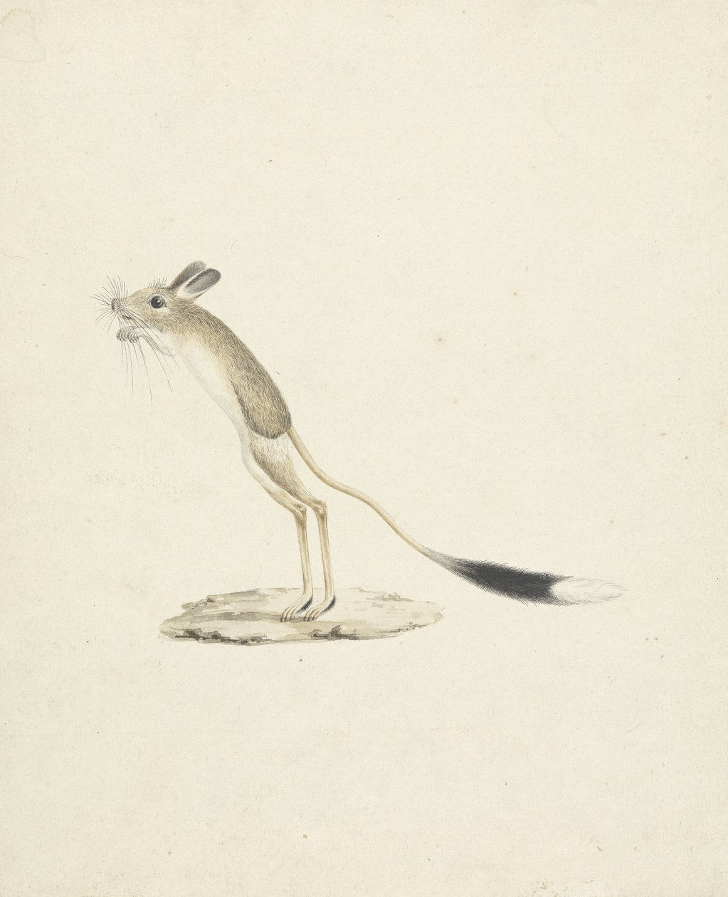 Jerboa No. 4 de James 1730 94 Bruce