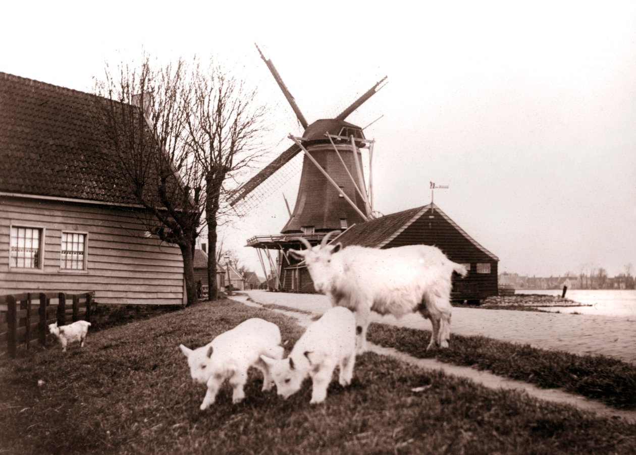 Cabras, Laandam, Países Bajos de James Batkin