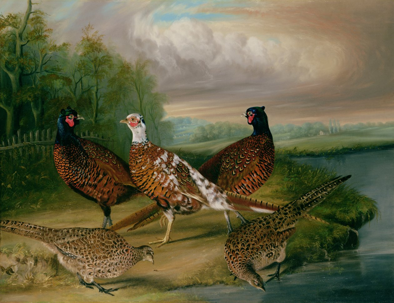 Faisanes junto al Río Wensum, Norfolk de James Blazeby