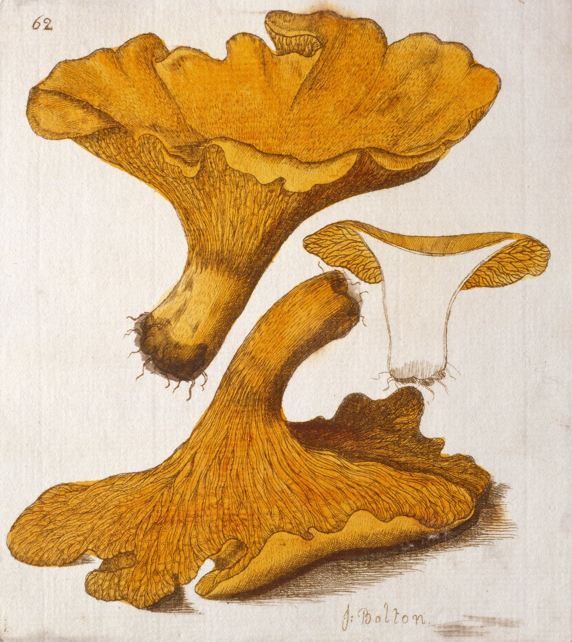 Chanterelle de James Bolton