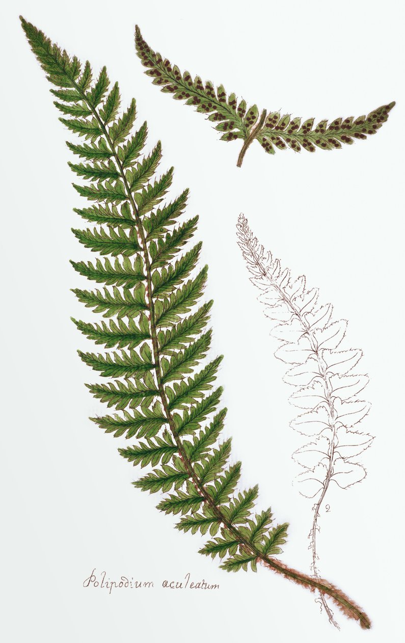 "Polipodium aculeatum", ahora Polystichum achuleatum, un helecho común de bosques húmedos en las Islas Británicas, de "Filices Brittanicae; una Historia de los Helechos Propios Británicos", 1785 de James Bolton