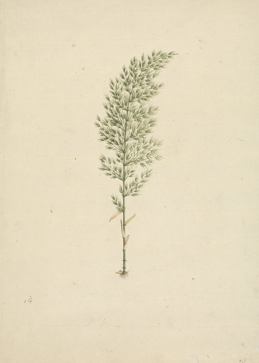 Arundinaria alpina K. Schum. (Bambú africano): dibujo acabado del hábito con raíces de James Bruce
