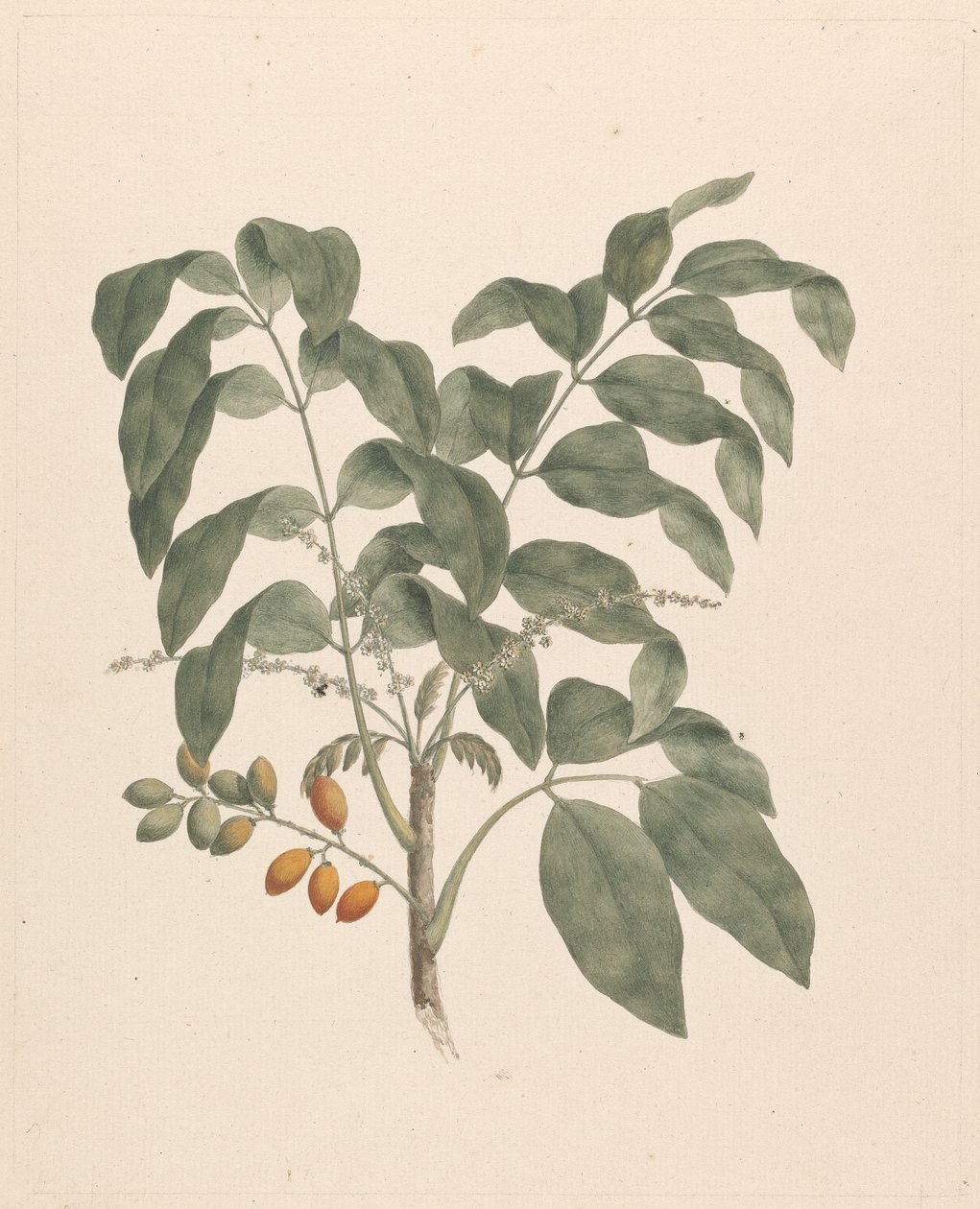 Brucea antidysenterica J. Miller (Árbol de James Bruce): dibujo terminado con el tallo de los frutos añadido de James Bruce