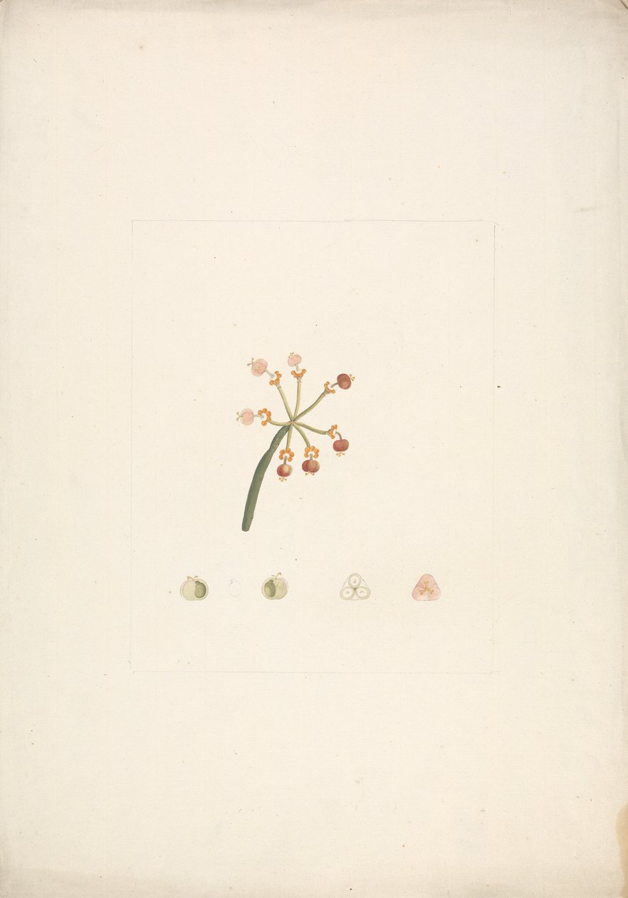 Euphorbia nubica N.E. Br. (tártago de Nubia): dibujo acabado de los brotes floríferos y fructíferos, con detalles de las disecciones florales de James Bruce