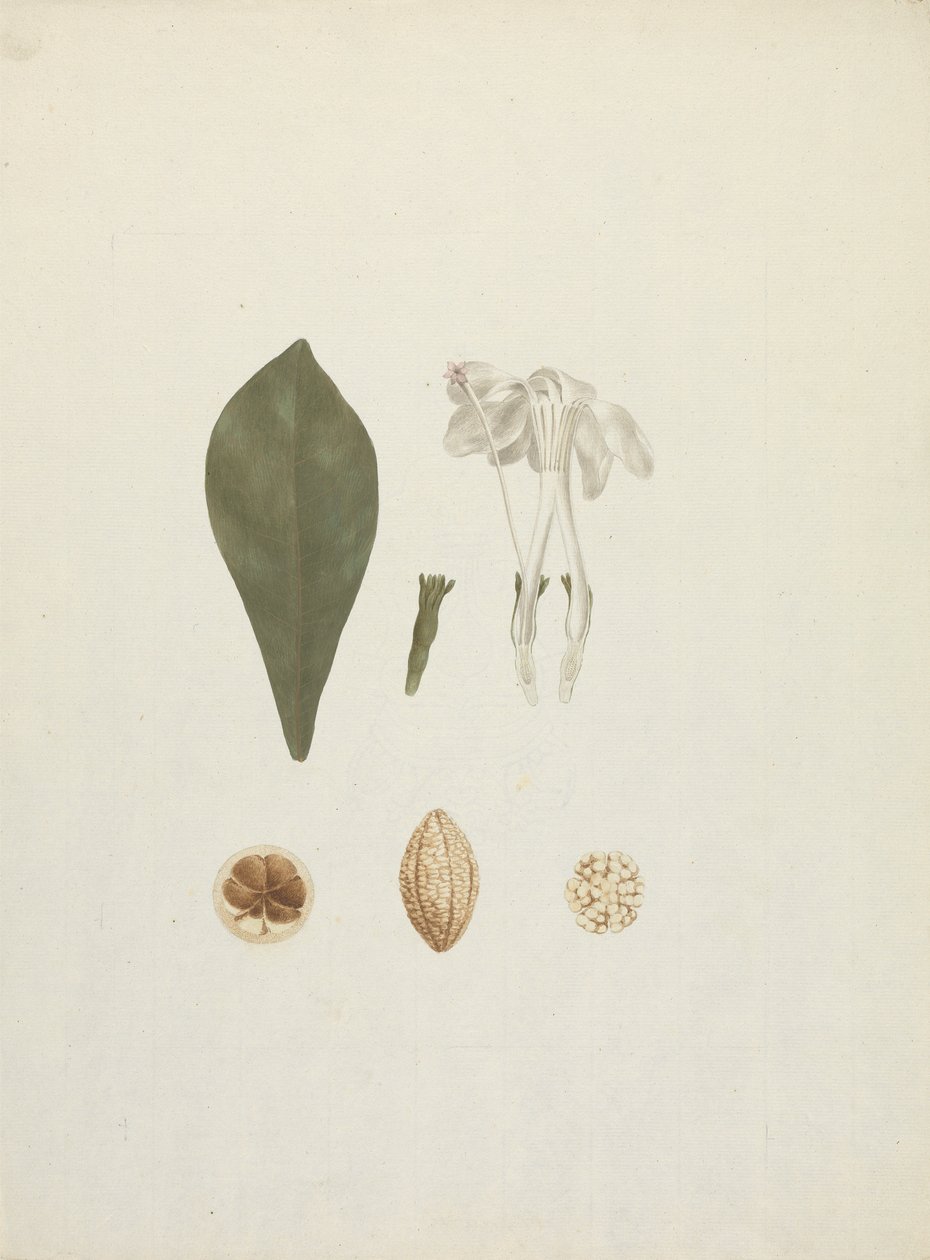 Gardenia ternifolia Schum.& Thonn. (Jovis-Tonantis): dibujo acabado con detalle adicional del fruto de James Bruce