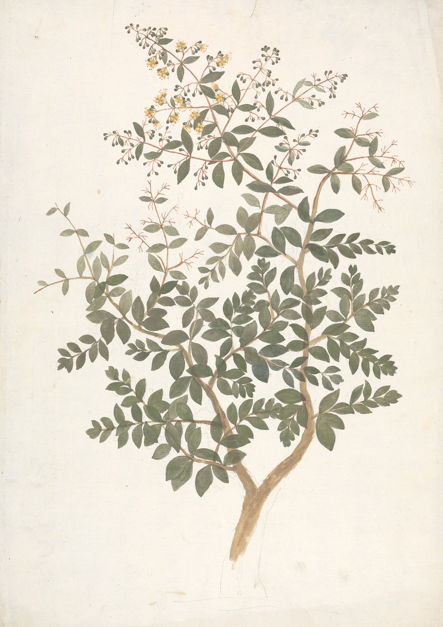 Lawsonia inermis L. (Henna): dibujo acabado de un brote frondoso en flor de James Bruce
