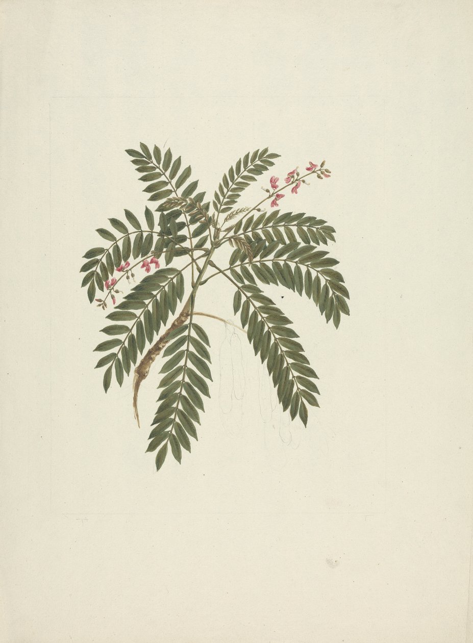 Millettia ferruginea (Hochst) Baker: dibujo terminado de James Bruce