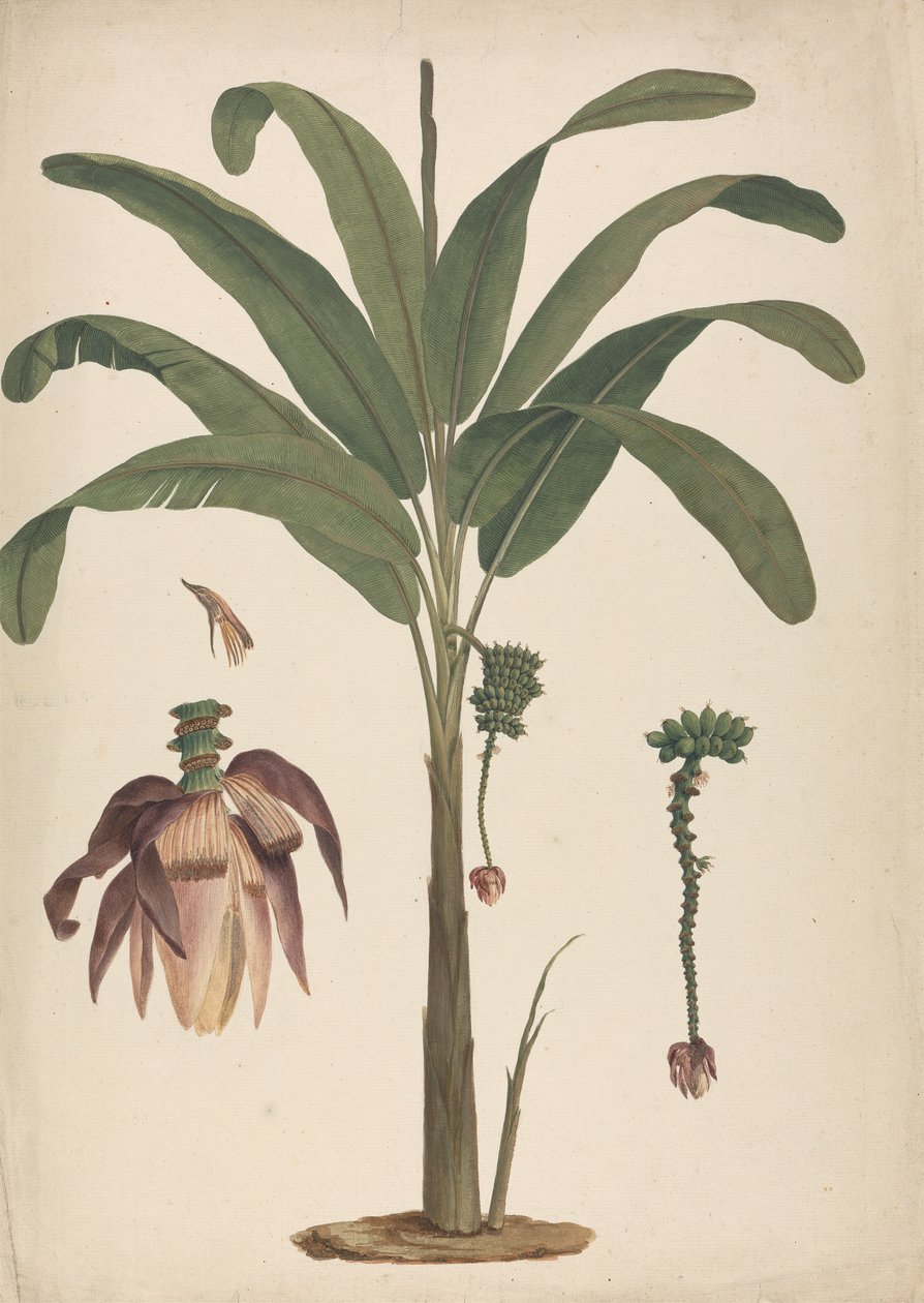 Musa x sapientum L. (Banana): dibujo acabado con detalles de la inflorescencia de James Bruce