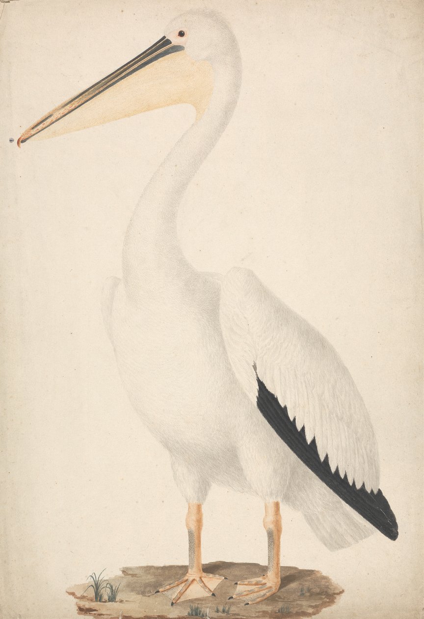 Pelecanus onocrotalus (pelícano blanco) de James Bruce