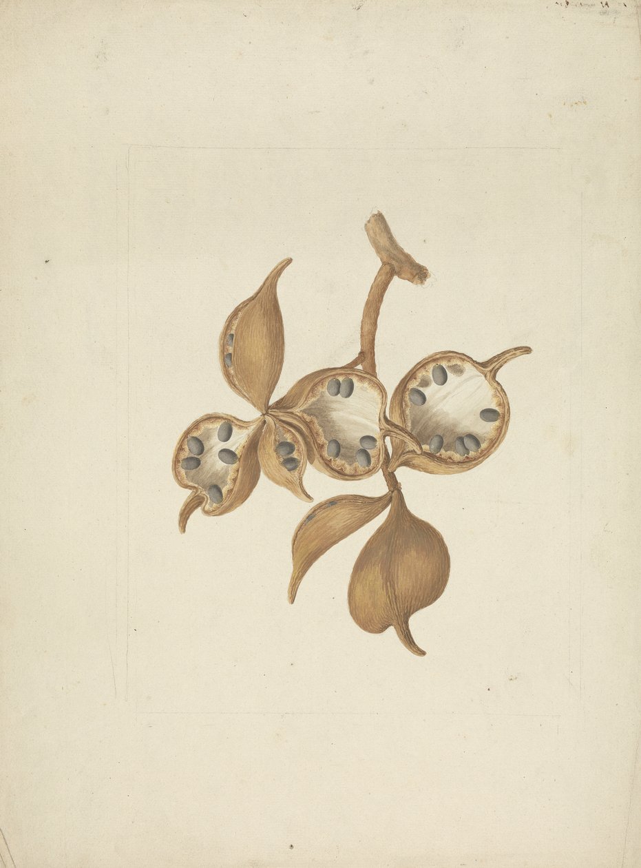 Sterculia africana (Lour.) Fiori: dibujo acabado de tallo con vainas de semillas, algunas abiertas mostrando semillas de James Bruce