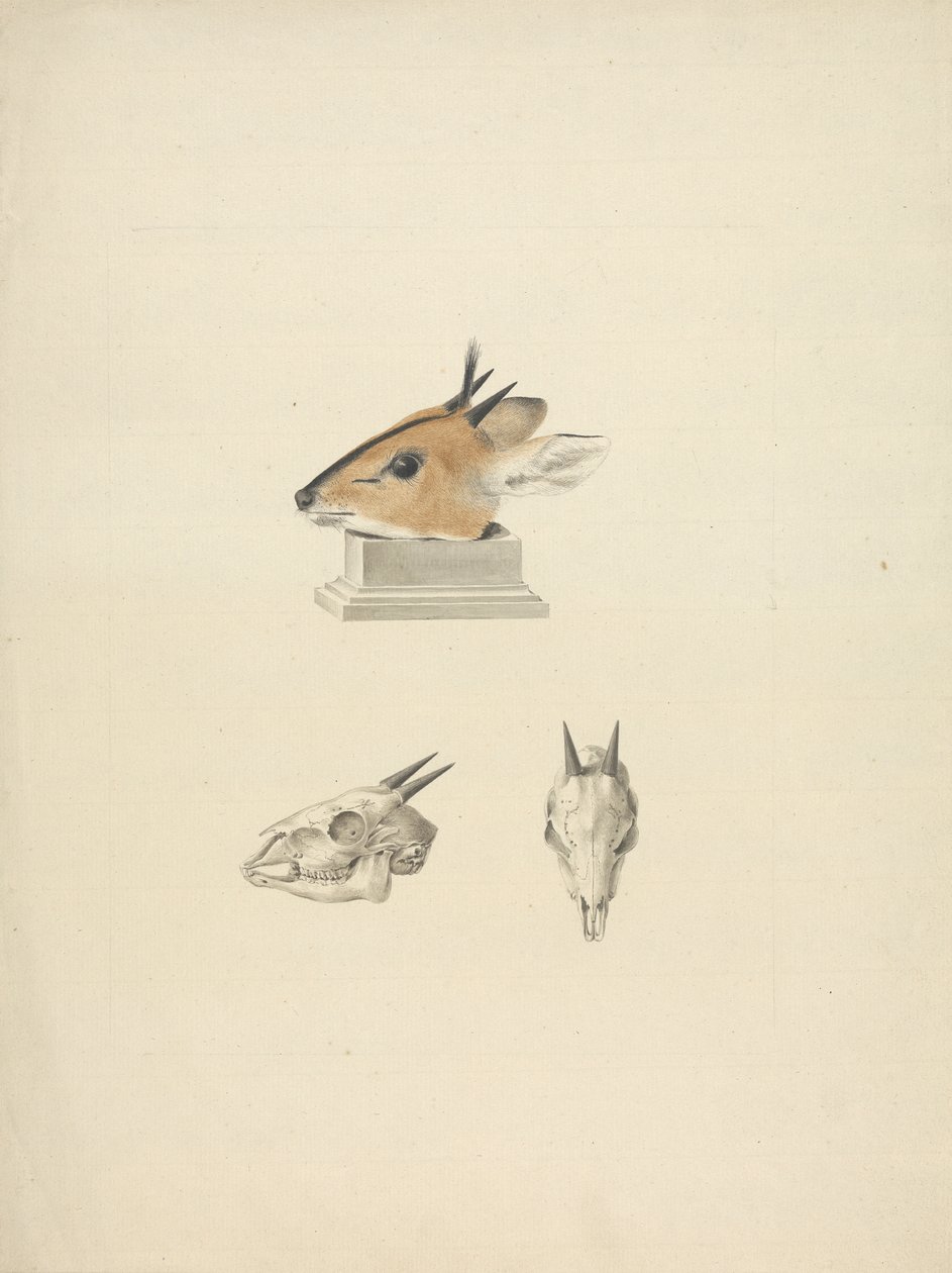 Madoqua (Dik-dik) no identificado: estudio de la cabeza y el cráneo de James Bruce