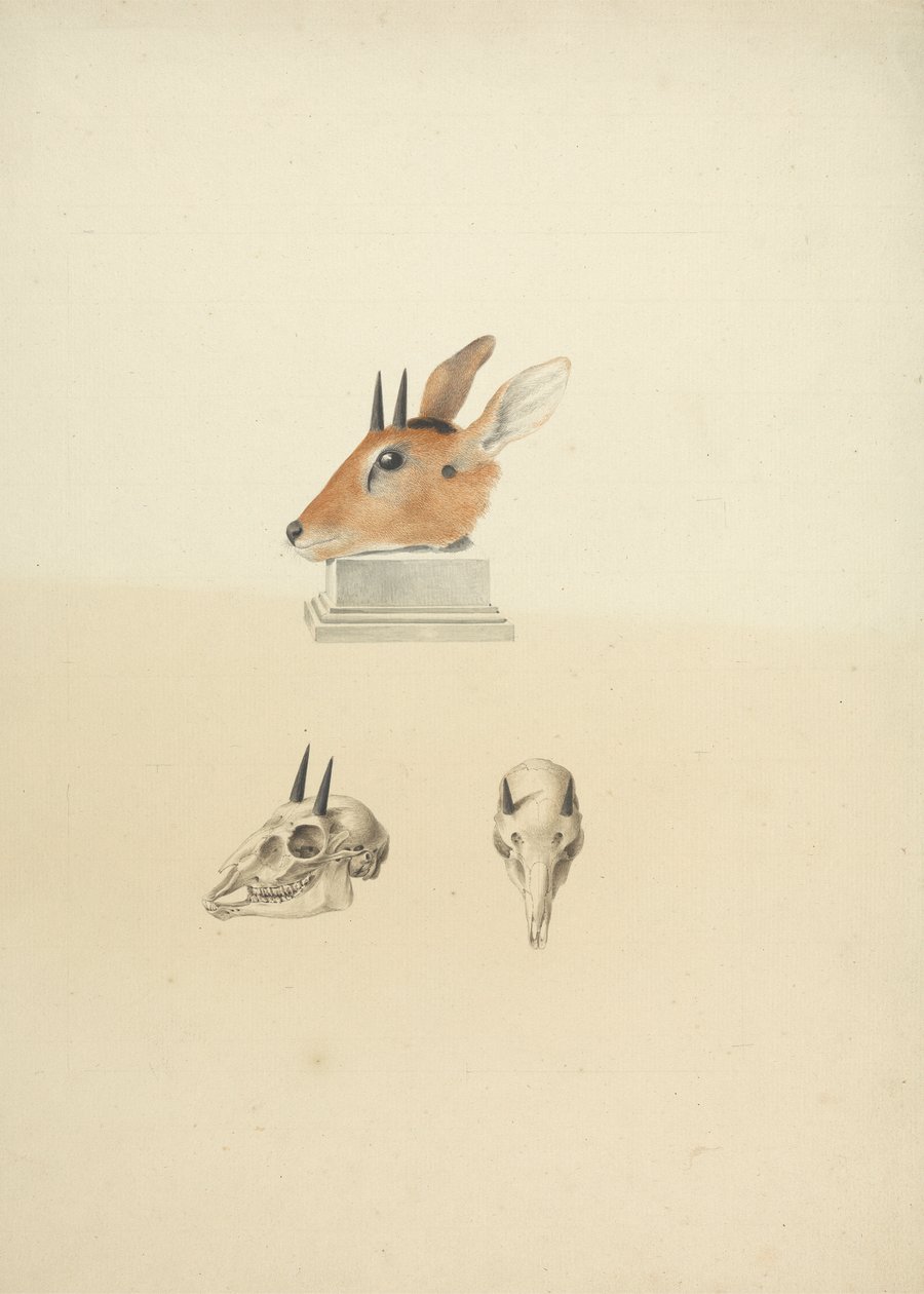 Madoqua (Dik-dik) no identificado: estudio de la cabeza y el cráneo de James Bruce