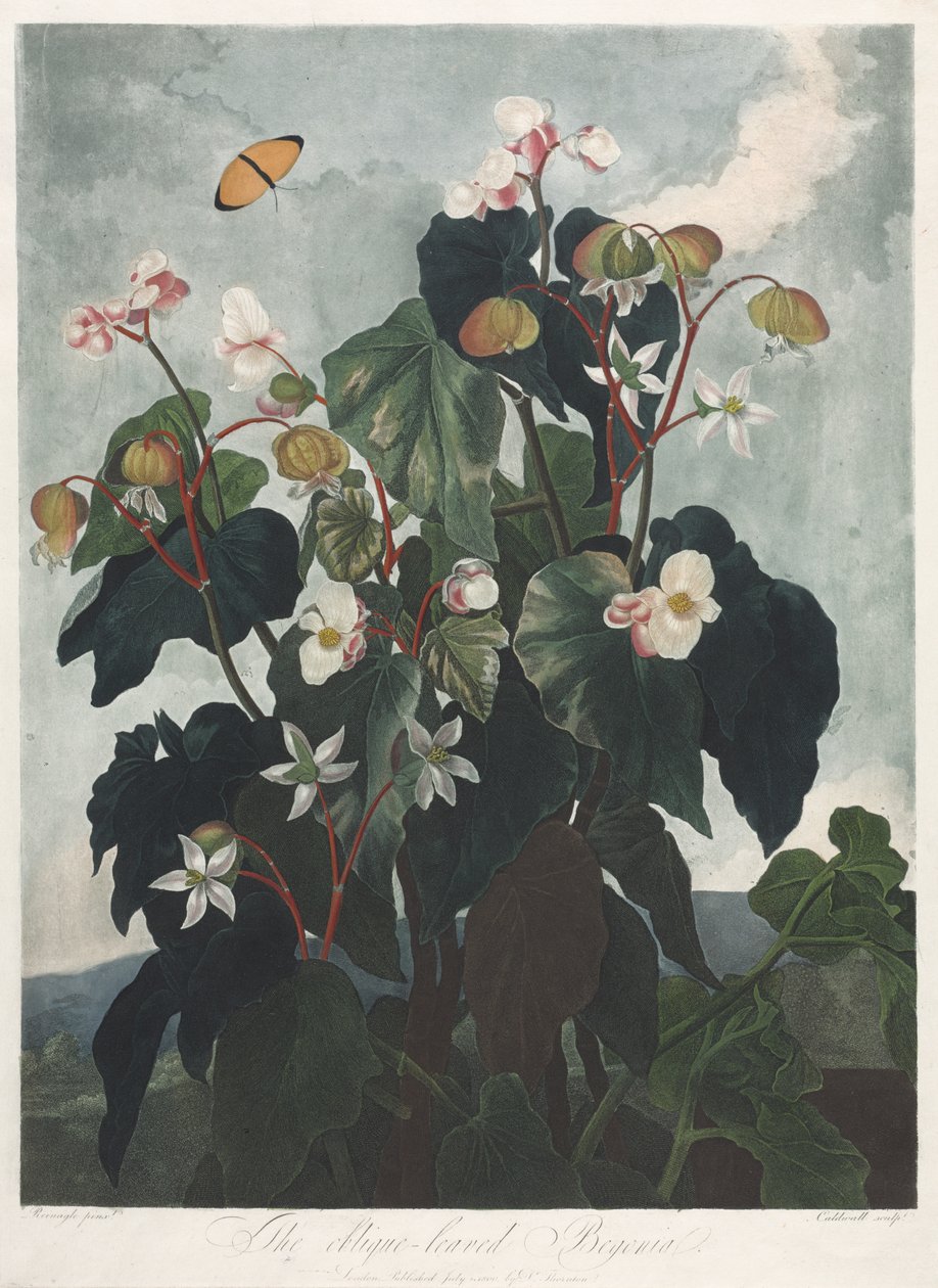 El Templo de Flora, o Jardín de la Naturaleza: La Begonia de Hojas Oblicuas de James Caldwall