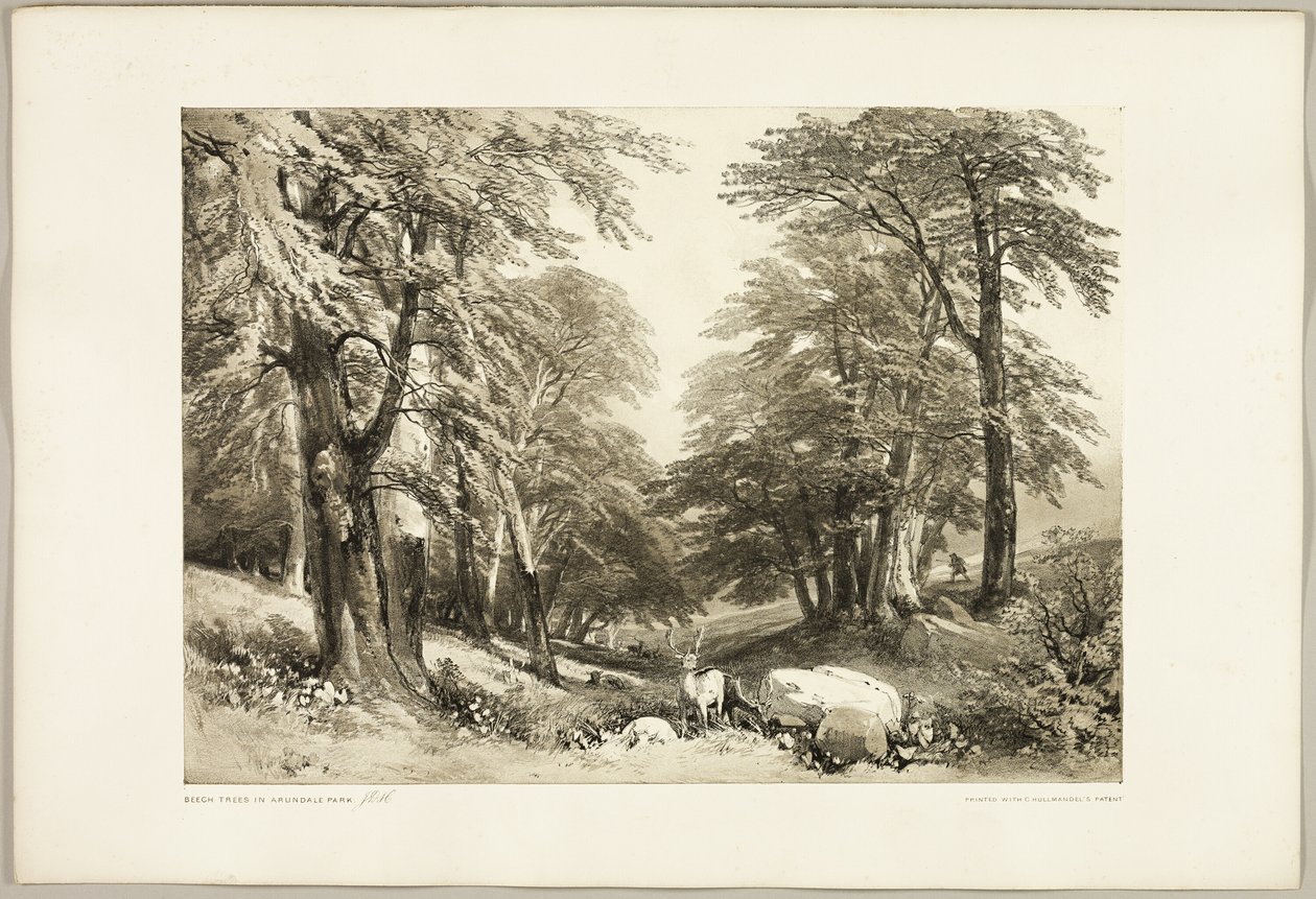 Hayas en el Parque Arundale, de The Park and the Forest de James Duffield Harding