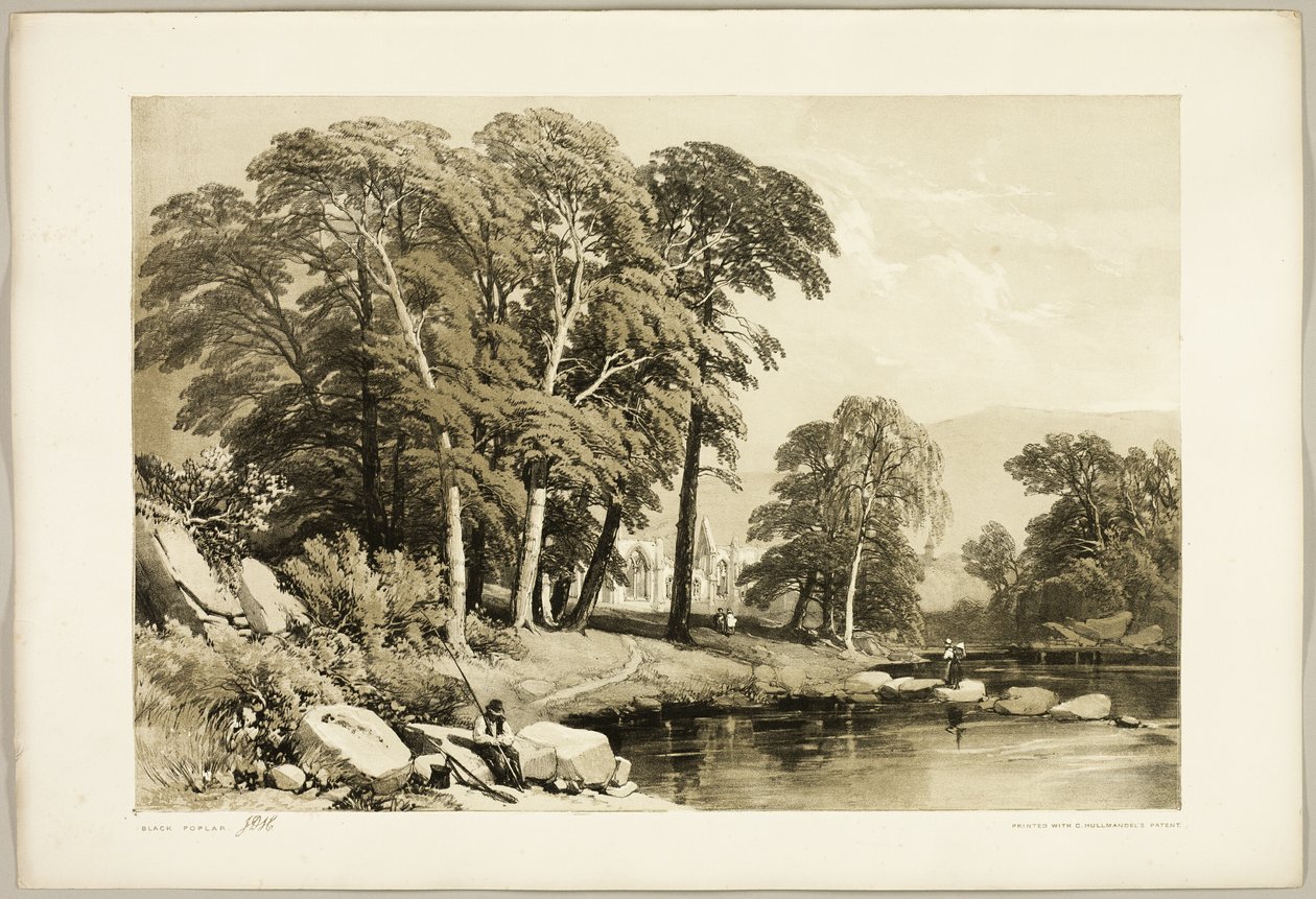 Álamo negro, de El parque y el bosque de James Duffield Harding