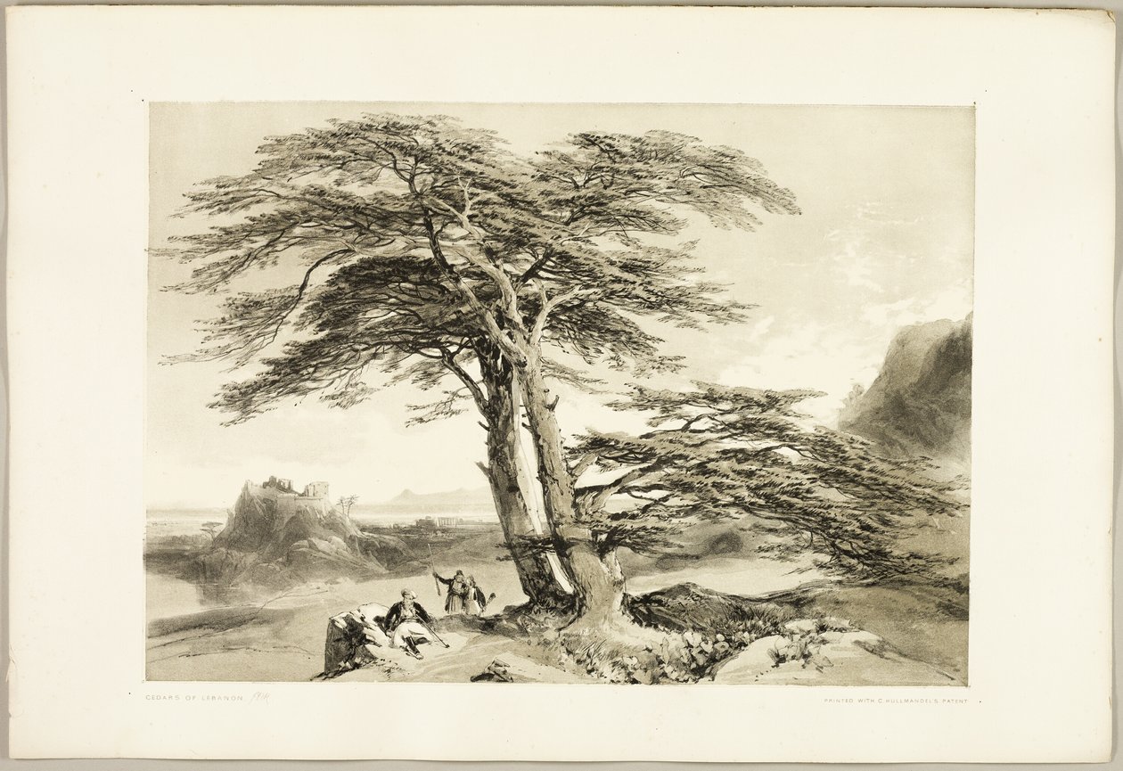 Cedros del Líbano, de El parque y el bosque de James Duffield Harding