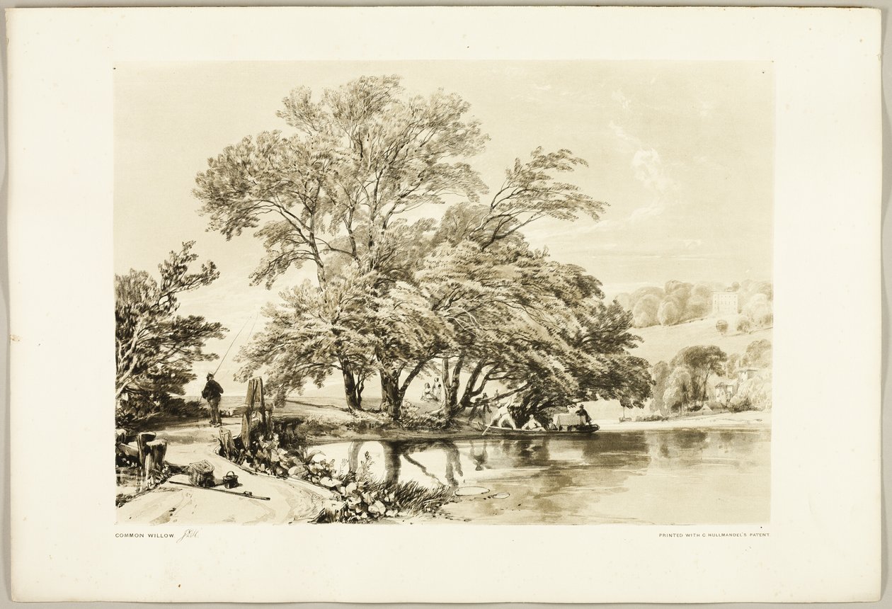 Sauce común, de El parque y el bosque de James Duffield Harding