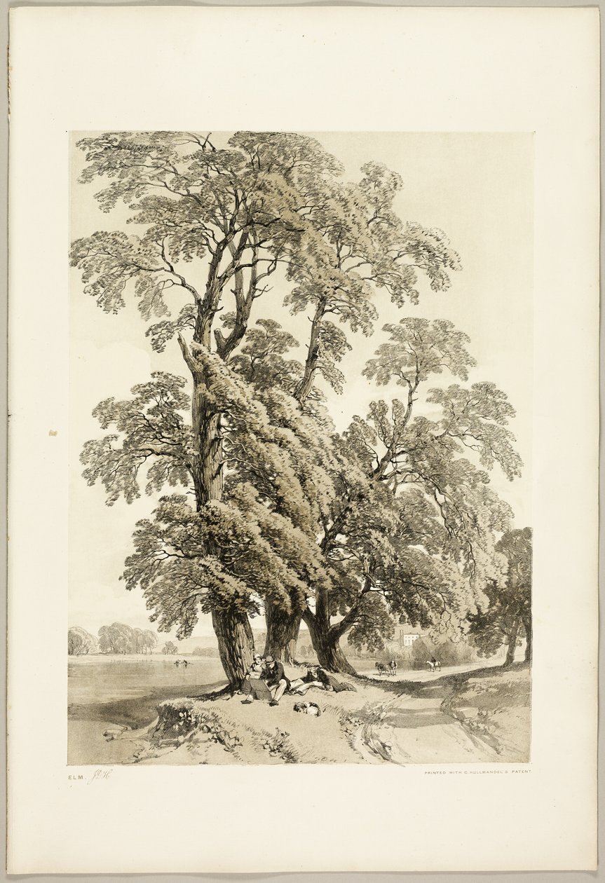 Olmo, de El parque y el bosque de James Duffield Harding