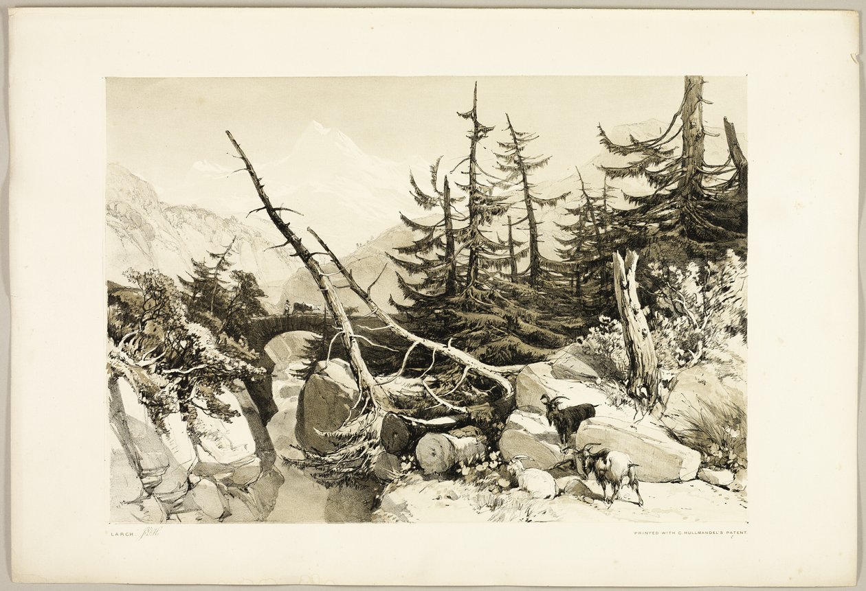 Alerce, de El parque y el bosque de James Duffield Harding