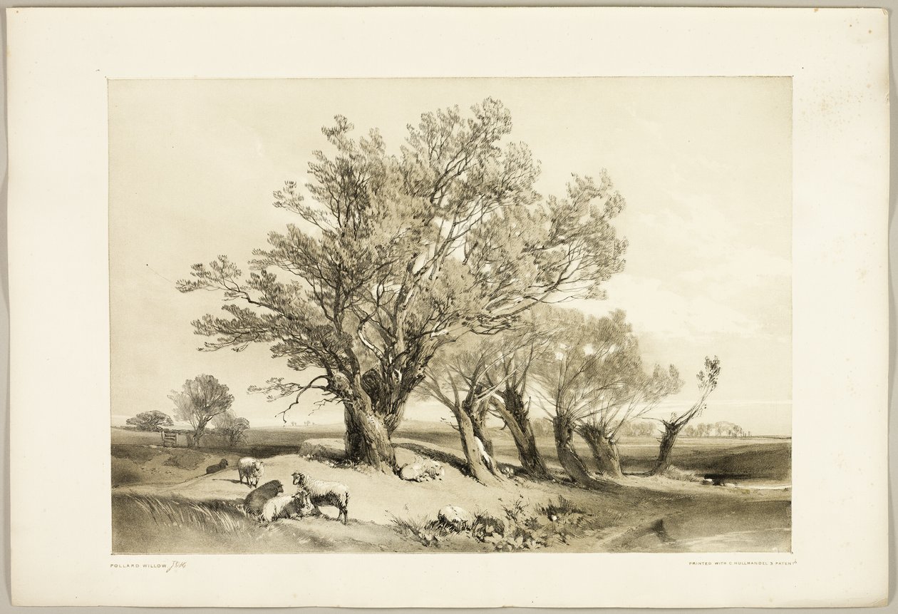 Sauce de Pollard, de El parque y el bosque de James Duffield Harding