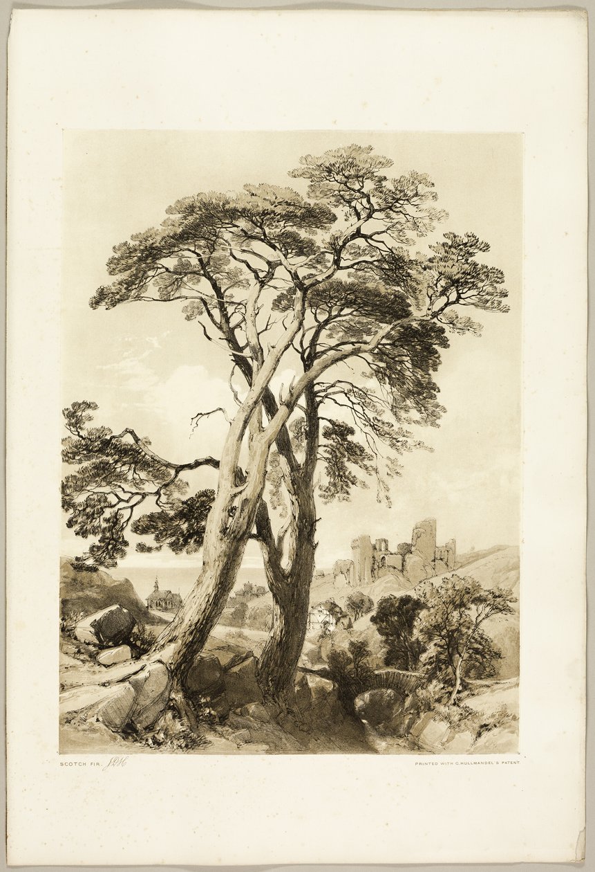 Pino escocés, del Parque y el Bosque de James Duffield Harding