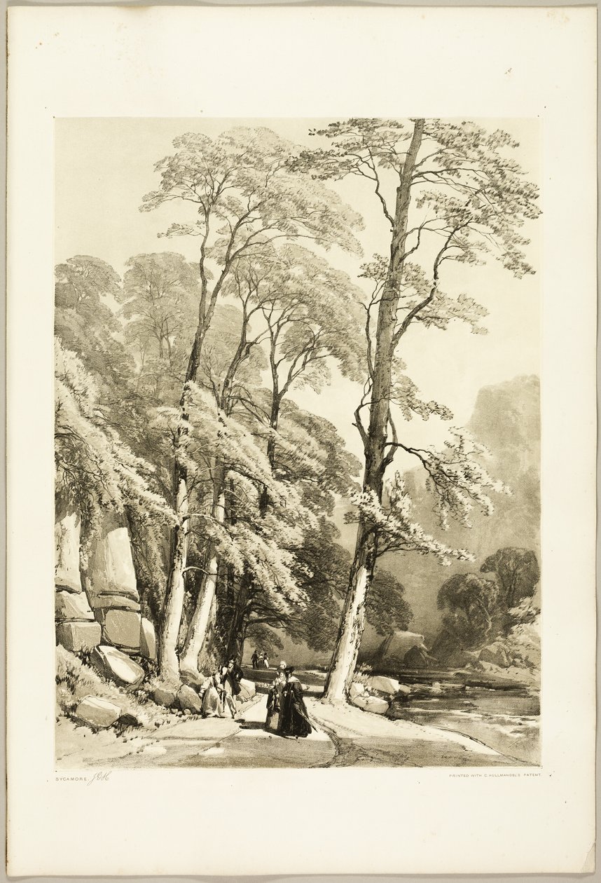 Sicomoro, de El parque y el bosque de James Duffield Harding