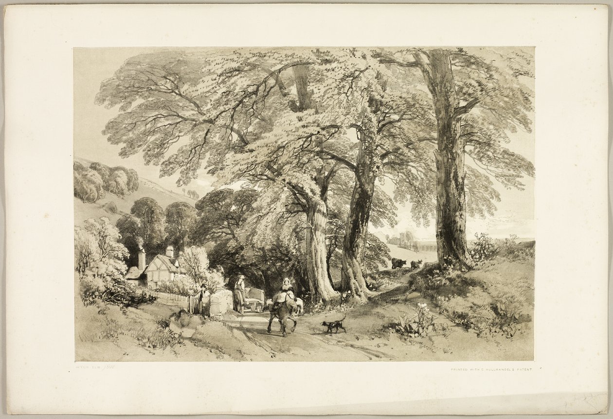 Wych Elm, de The Park and the Forest de James Duffield Harding