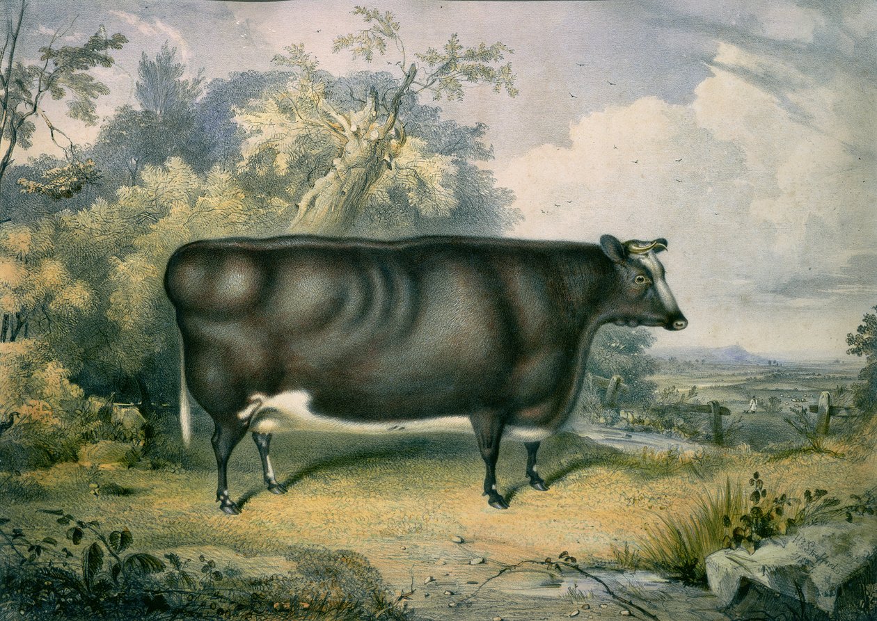 El Novillo de Premio Cottesmore, después de Henry Strafford, 1837 de James Giles